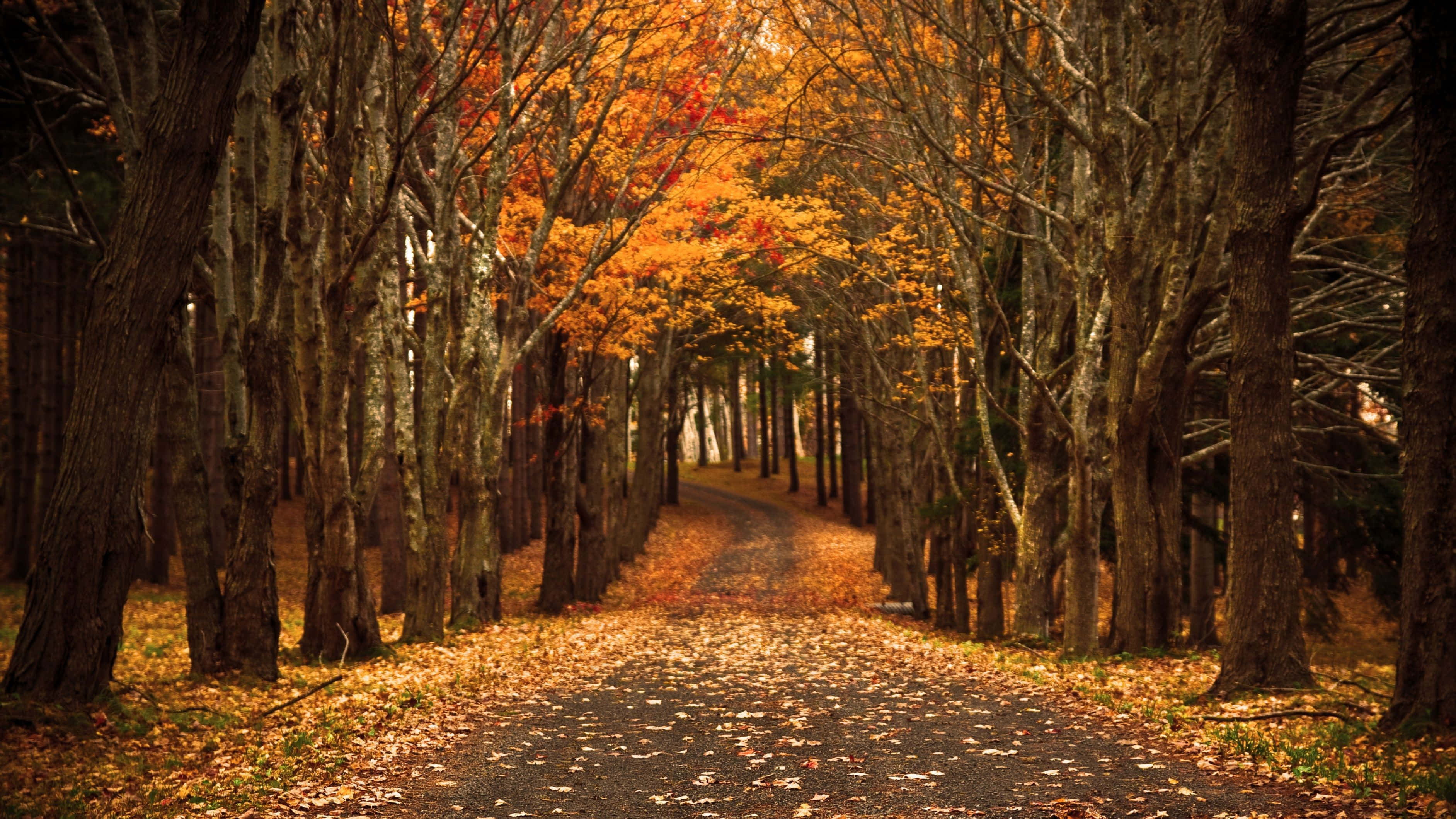 winding gravel path, tall trees, vibrant orange autumn leaves, 2K Desktop Wallpaper