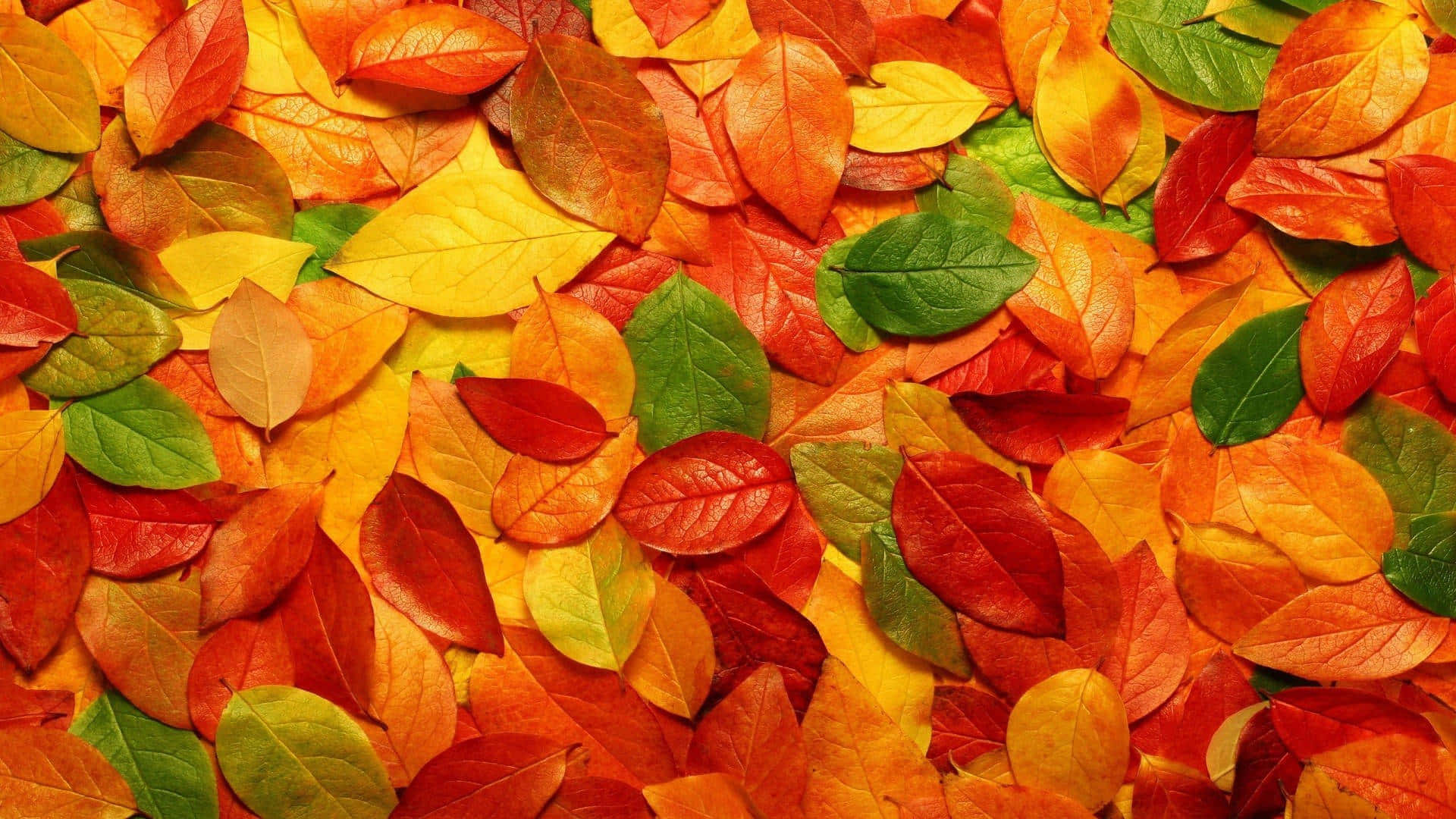 Fall Aesthetic, autumn leaves, red orange yellow, Full HD Desktop Wallpaper