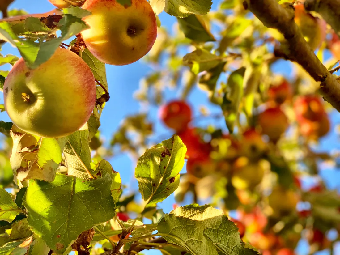 Fall Apples