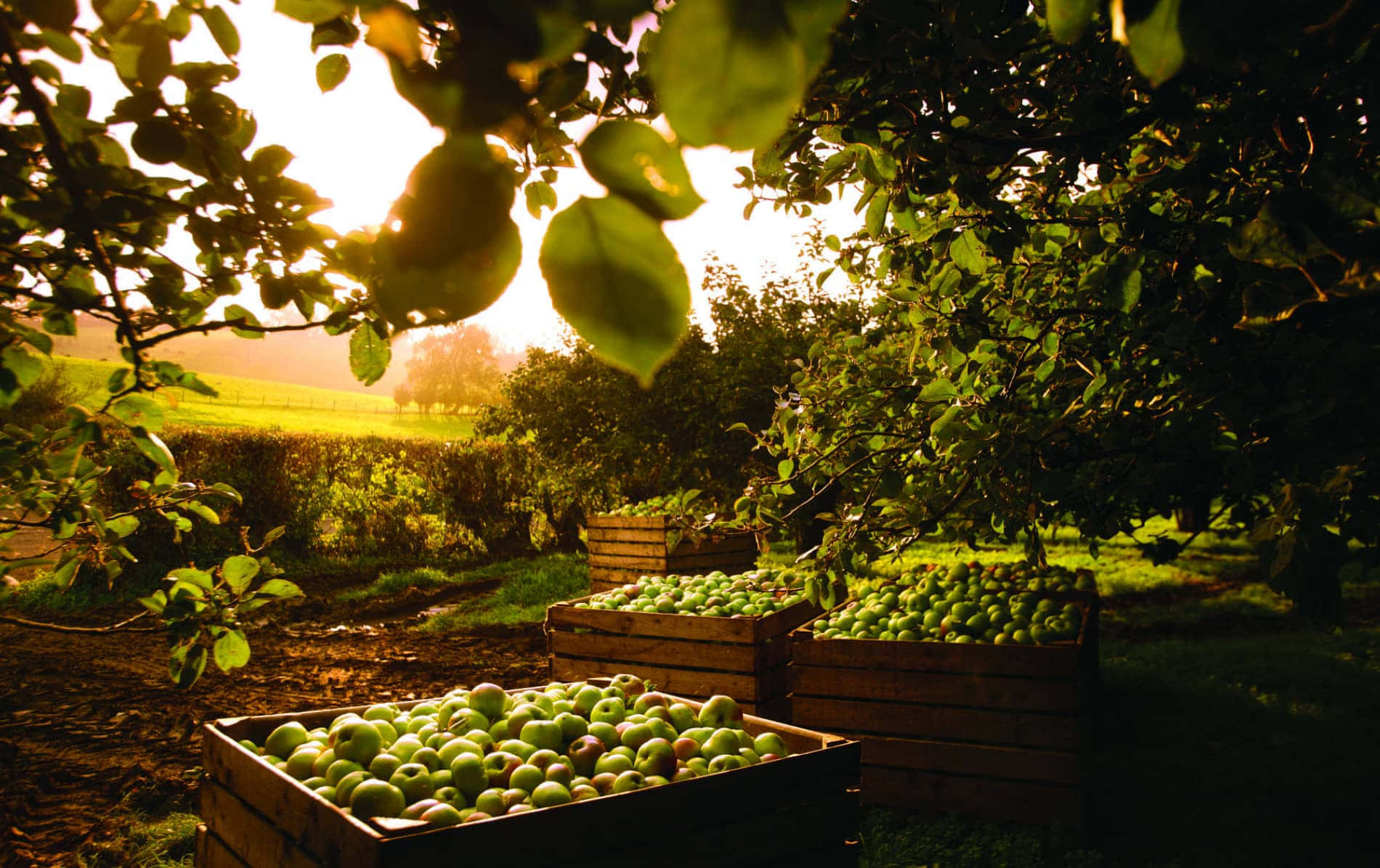 Sunset Apple Harvest Armagh, golden sunrise, apple tree leaves, HD Desktop Wallpaper