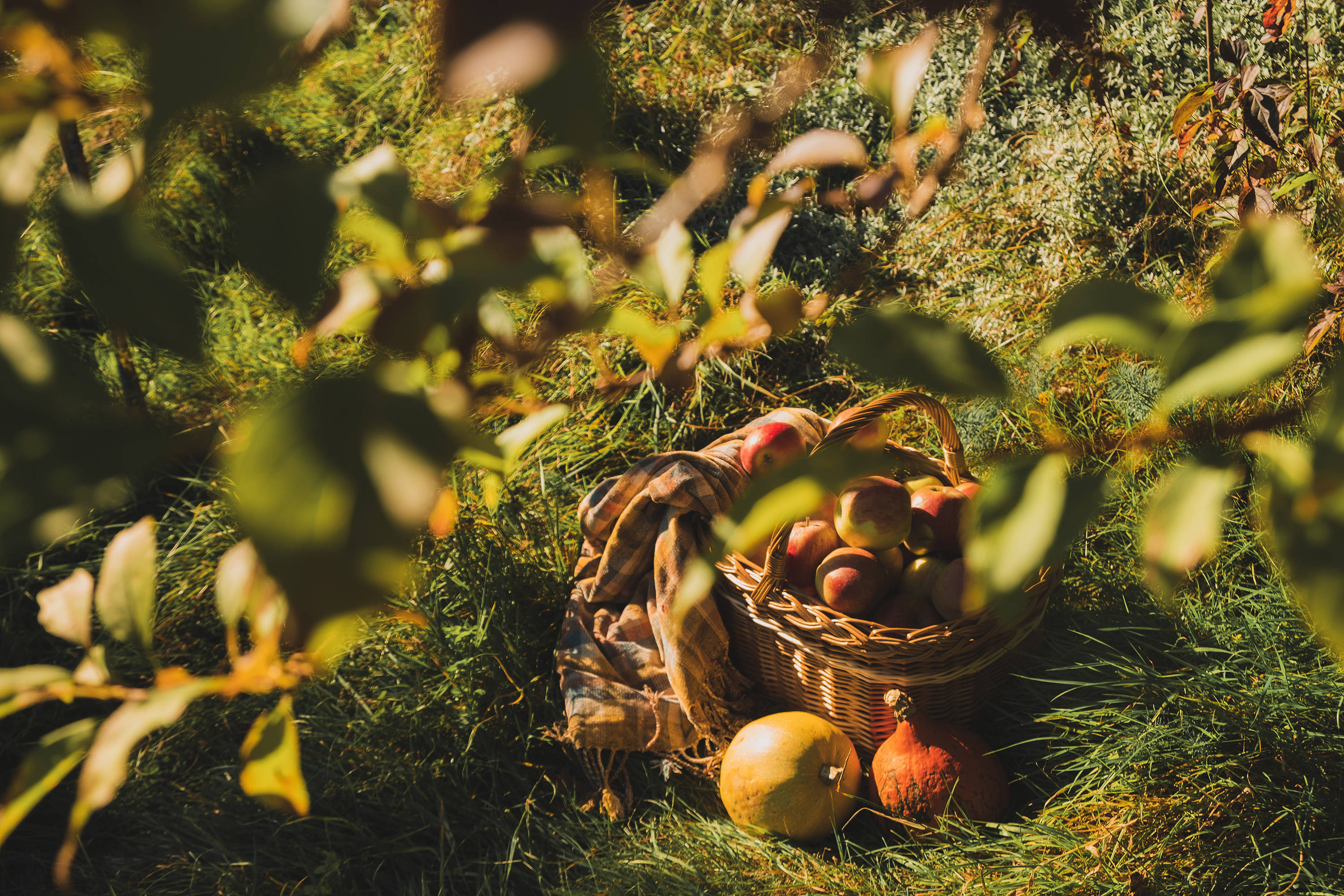 basket, rustic fall apples, wicker basket, 2K Desktop Wallpaper
