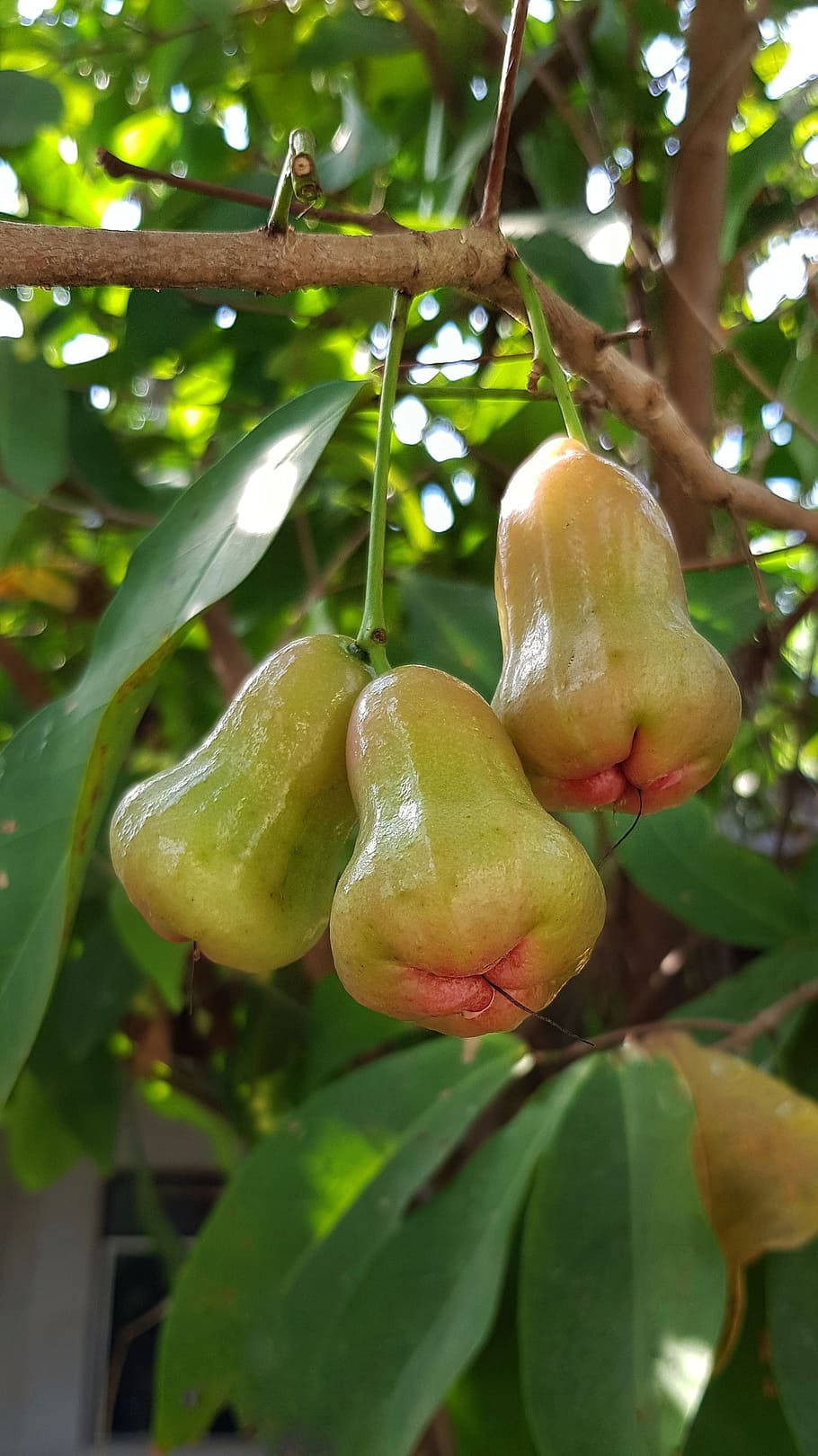 Green Ripening Rose Apples, branch, lush green leaves, HD Phone Wallpaper