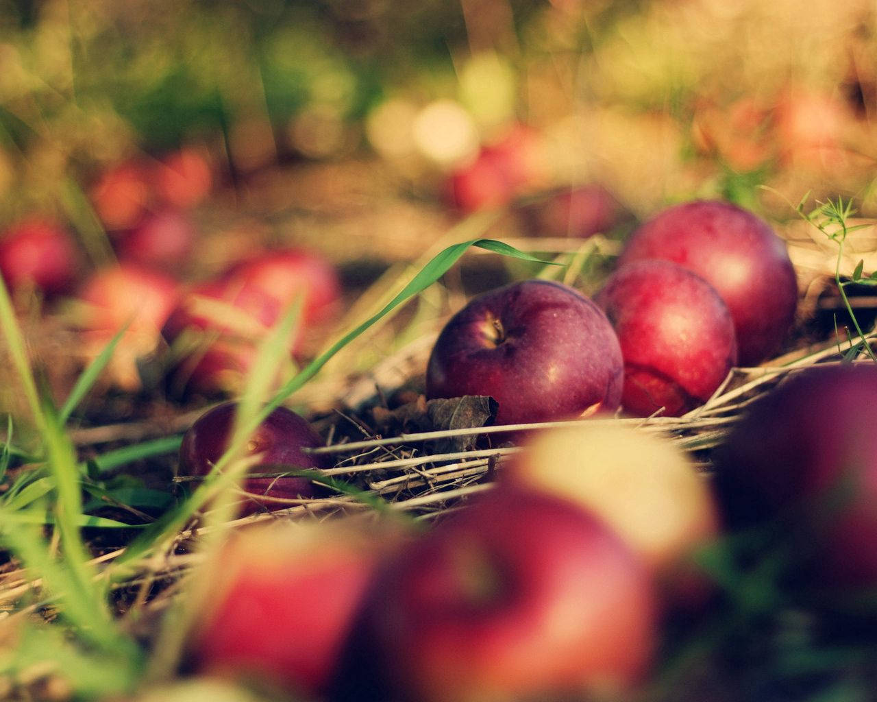 red apples, sunlit grass, soft bokeh background, HD Desktop Wallpaper
