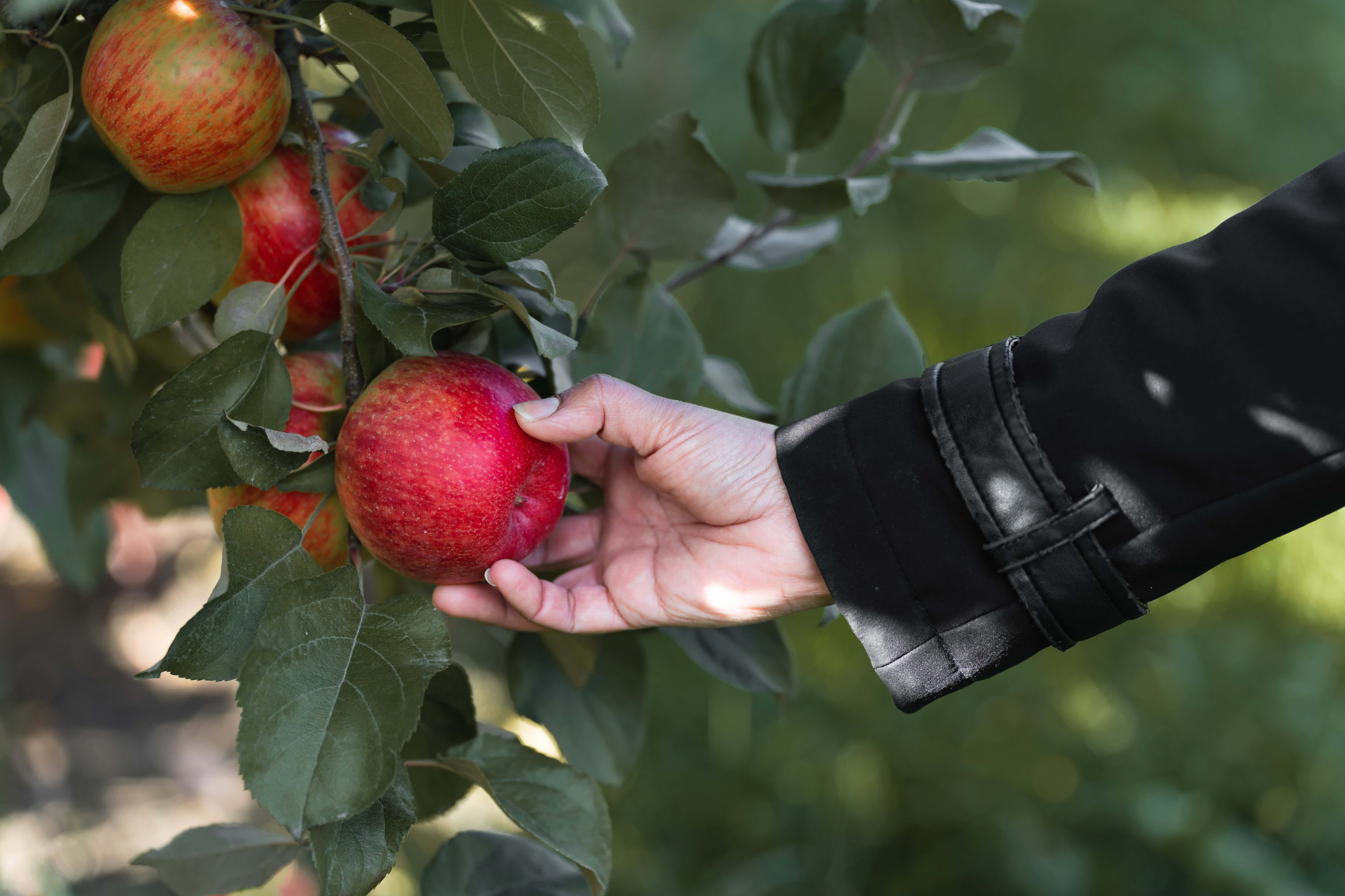 apple picking, vibrant orchard, autumn, 5K Desktop Wallpaper
