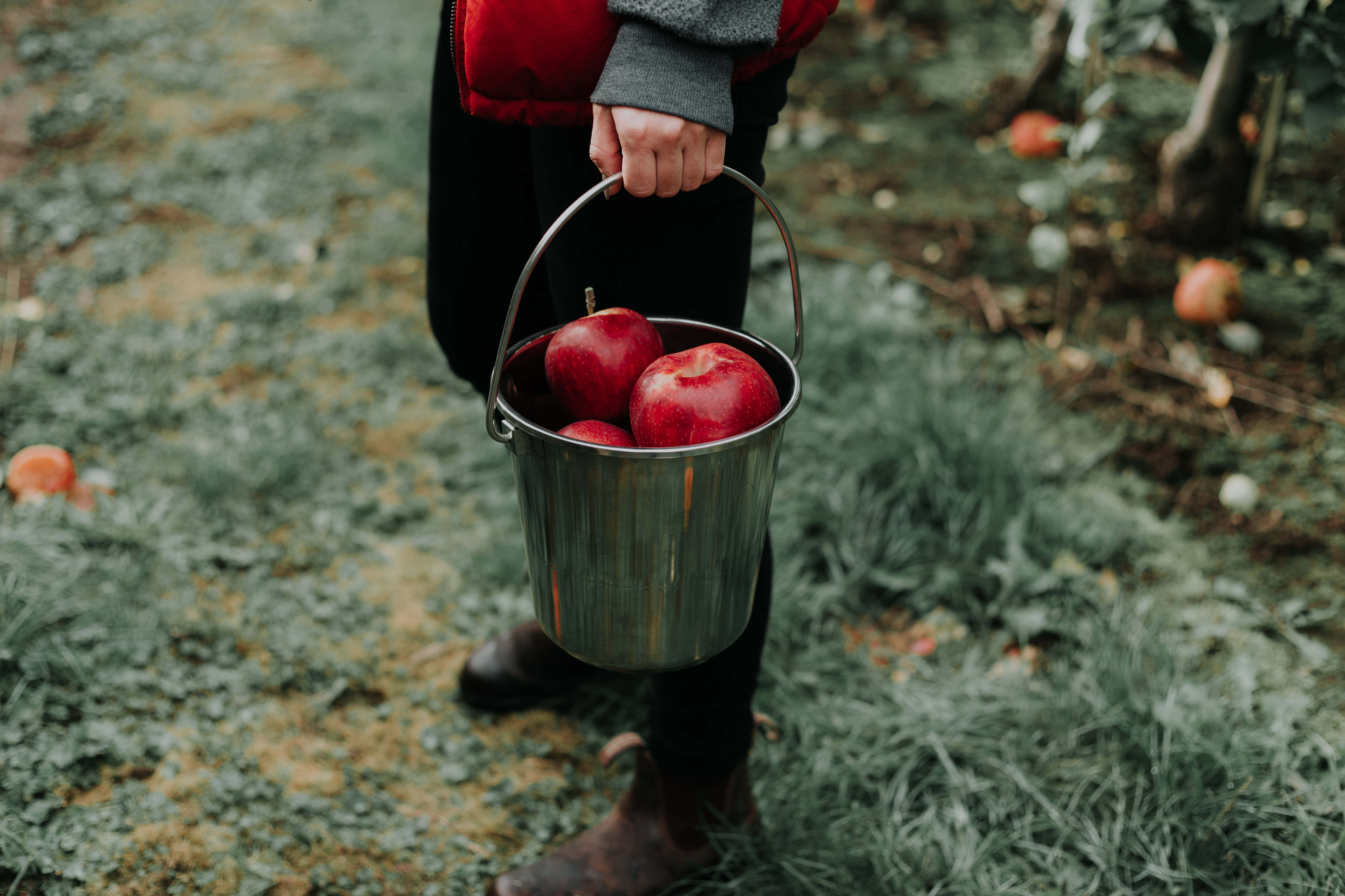 apple picking, autumn, metal bucket, 5K Desktop Wallpaper