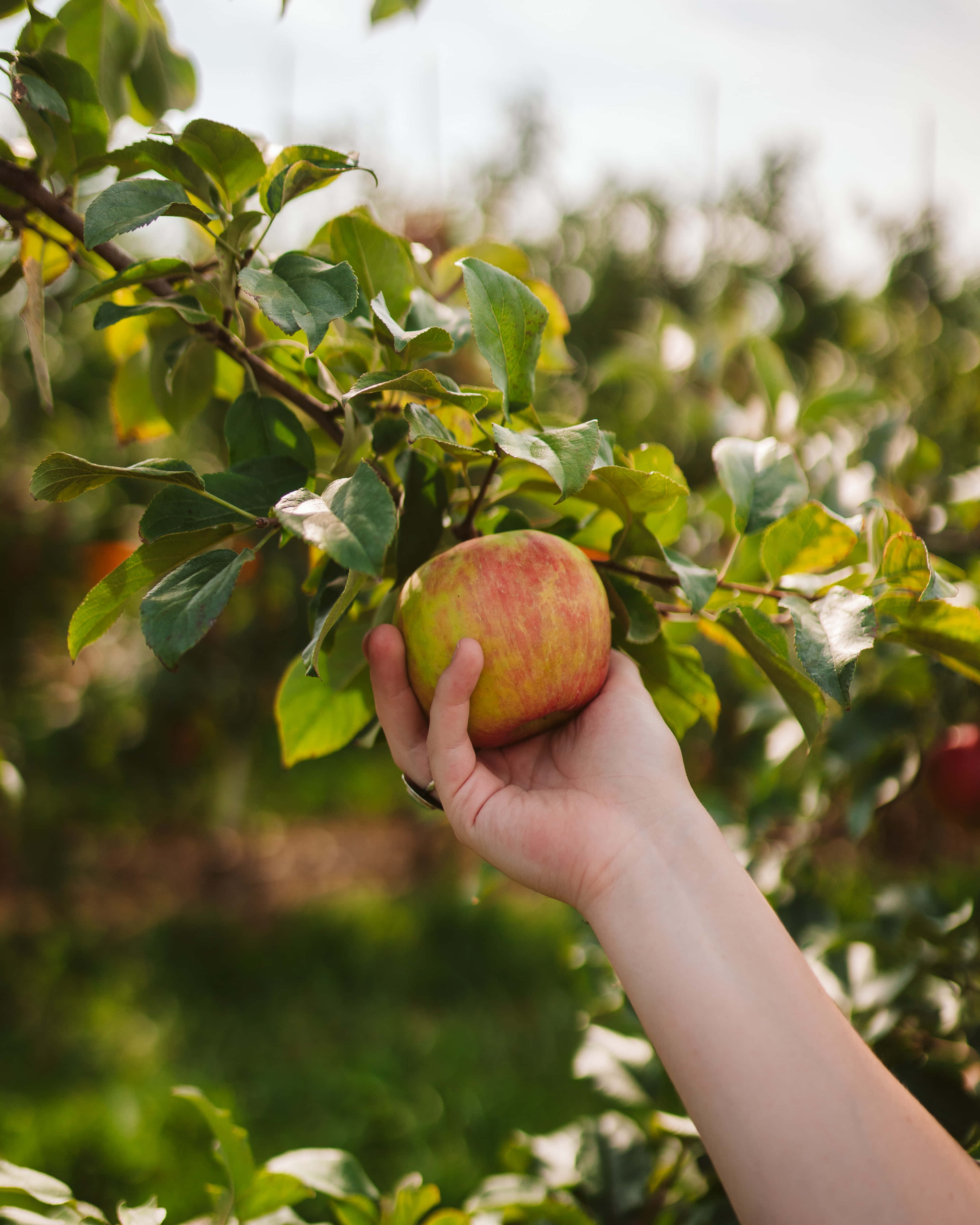 apple picking, autumn, sunlit orchard, 4K Phone Wallpaper
