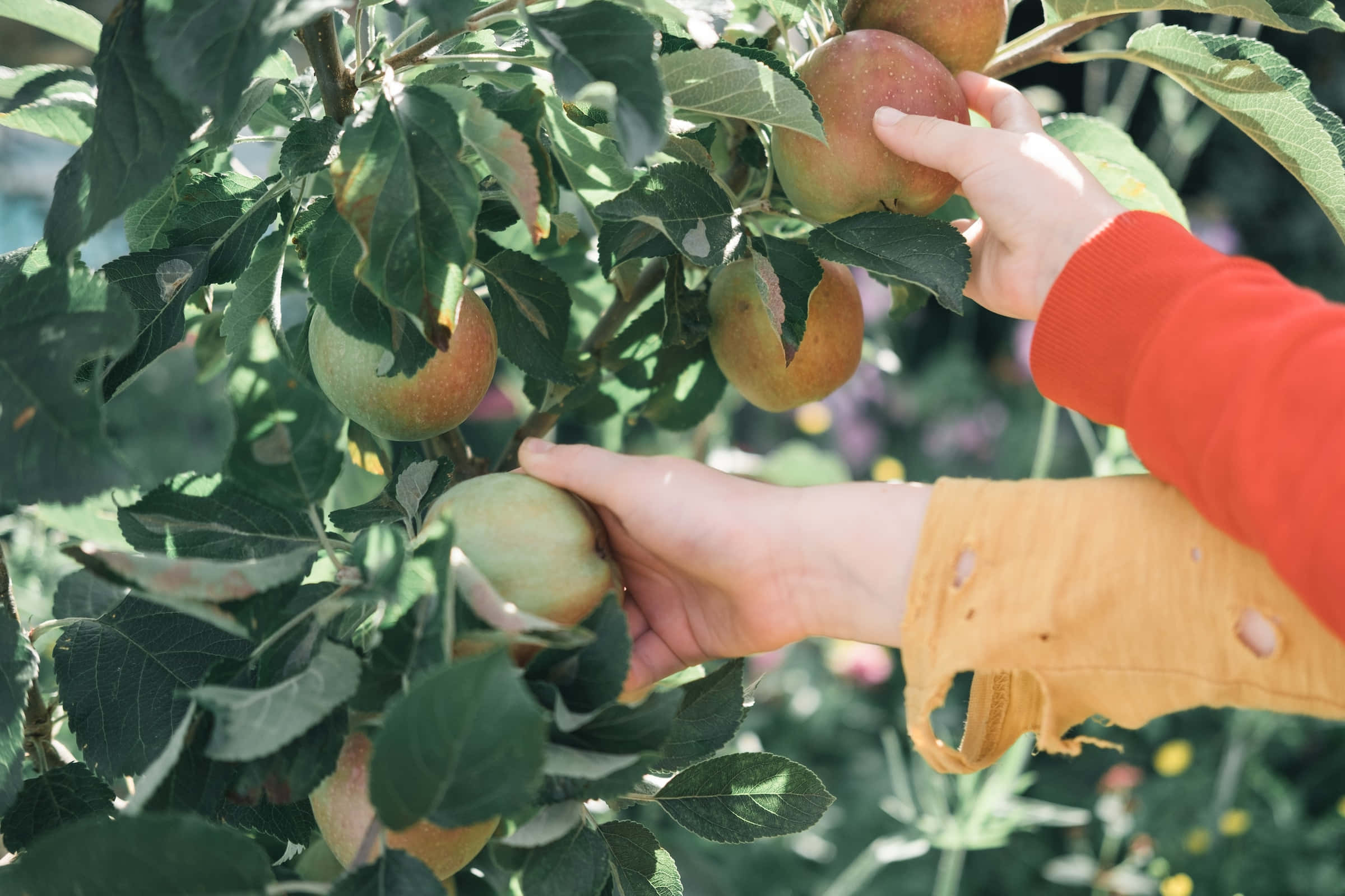 apple picking, orchard, sunlit tree, Full HD Desktop Wallpaper