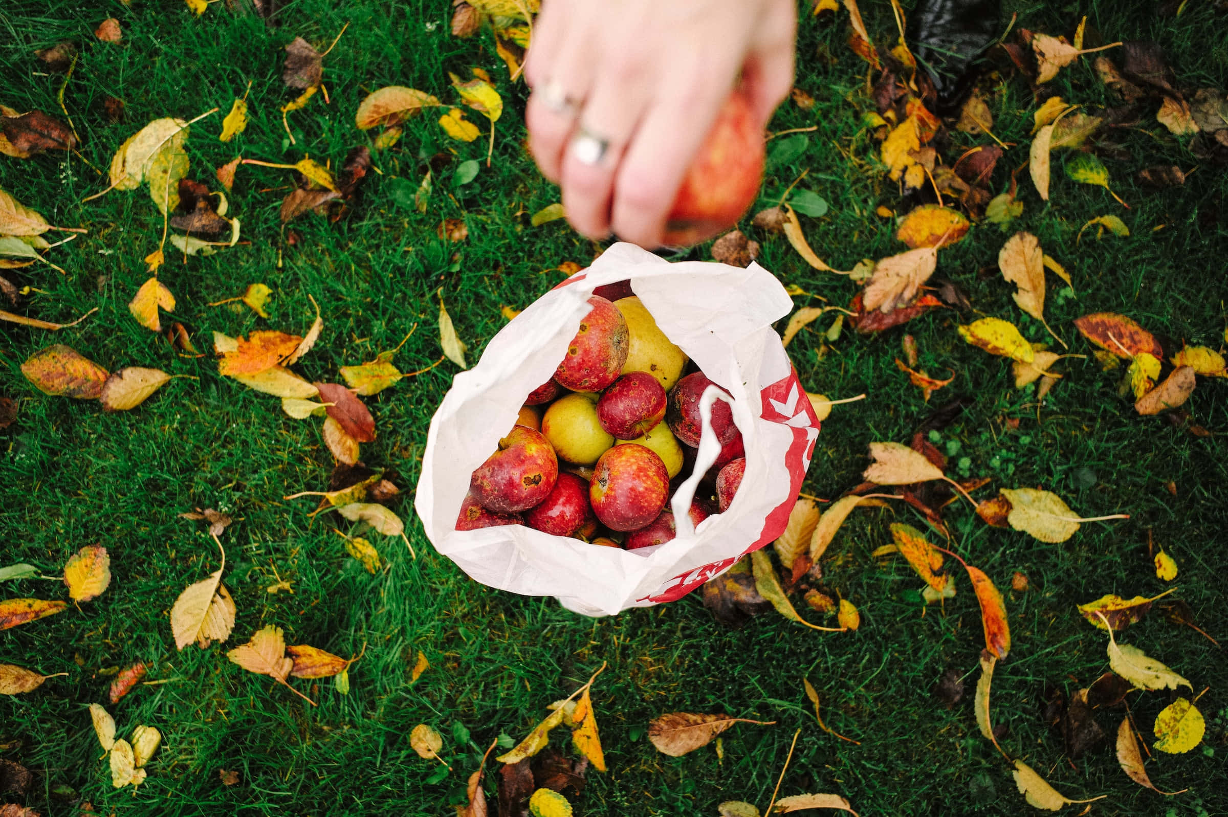 apple picking, lush orchard, red apple, Full HD Desktop Wallpaper