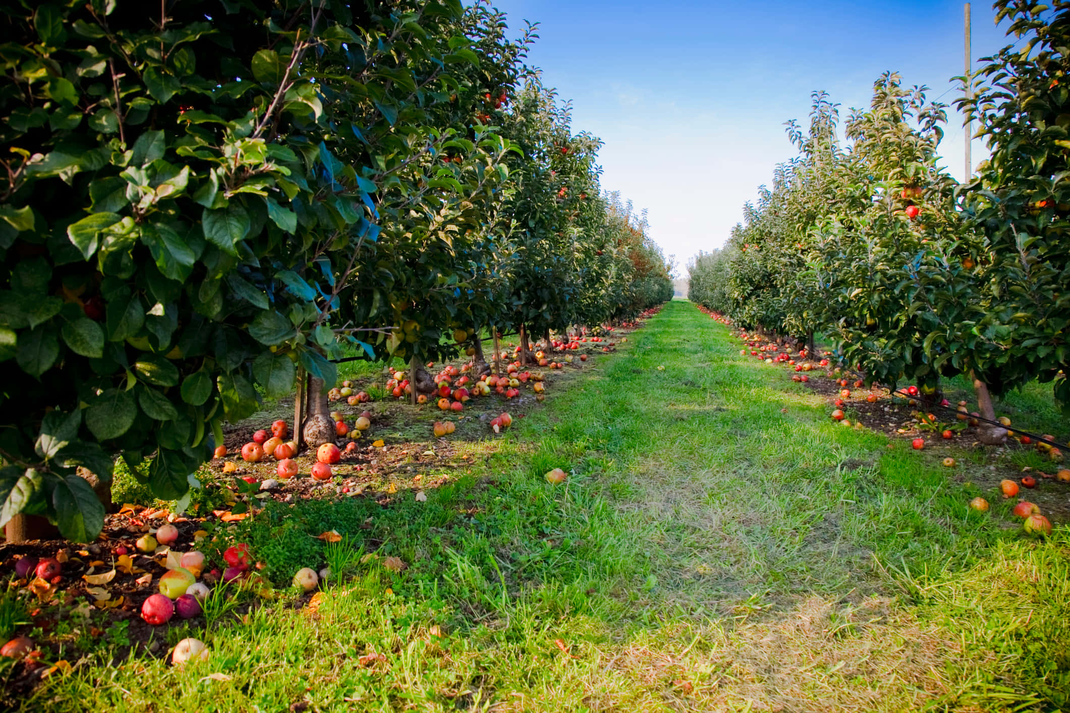 apple orchard, harvest season, rows of apple trees, Full HD Desktop Wallpaper