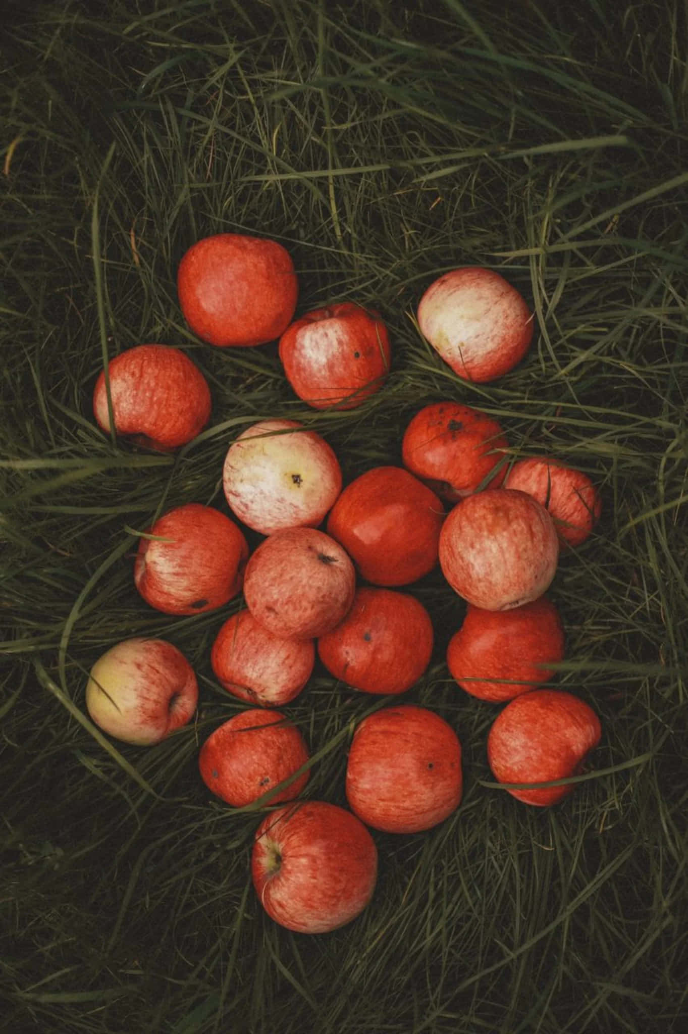 Autumn Appleson Grass, ripe red apples, speckled skin, Full HD Phone Wallpaper