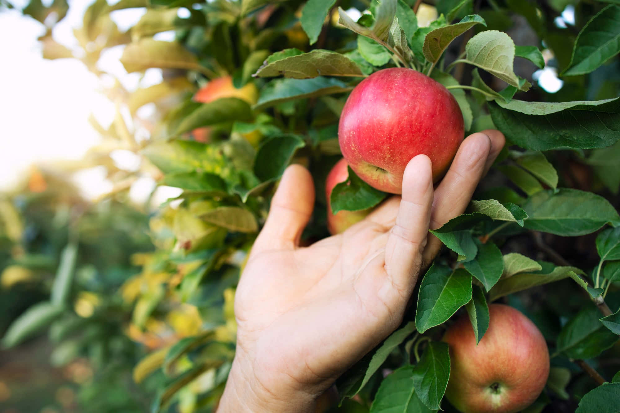 apple picking, ripe red apple, lush green leaves, Full HD Desktop Wallpaper