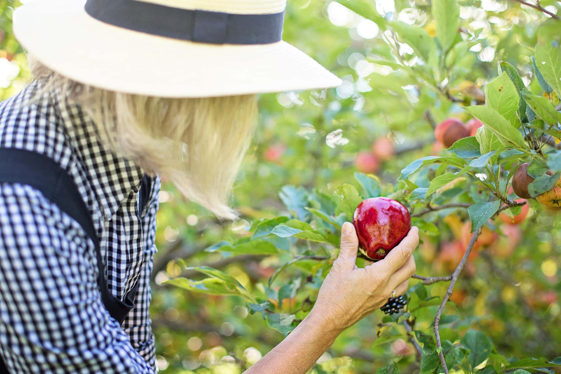straw hat, ripe red apple, sunlit orchard branch, Full HD Desktop Wallpaper