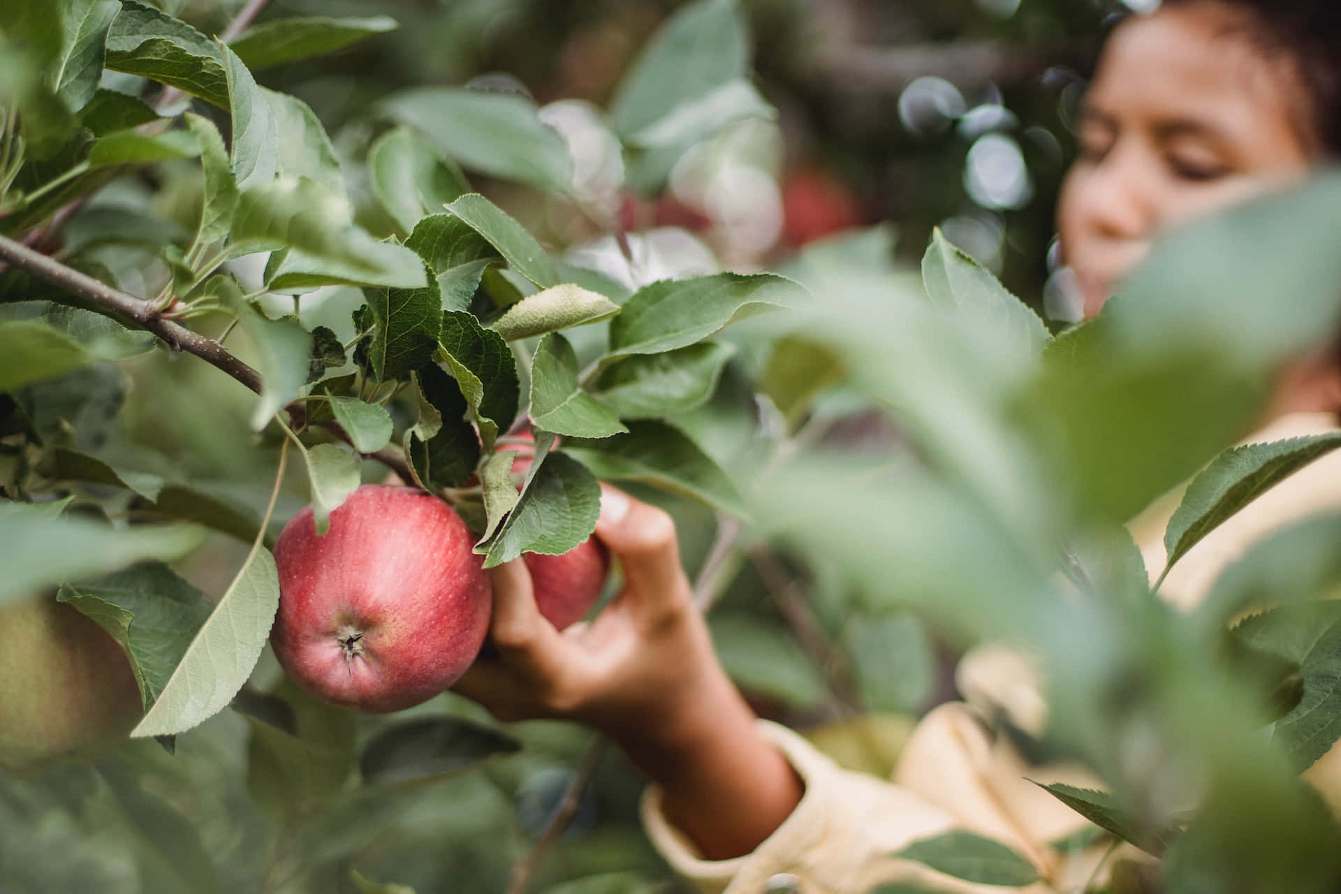 apple picking, ripe red apple, lush green tree branch, Full HD Desktop Wallpaper