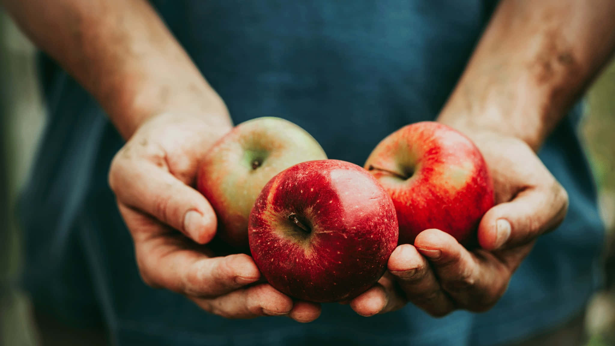 apple picking, family apple picking, weathered hands, Full HD Desktop Wallpaper