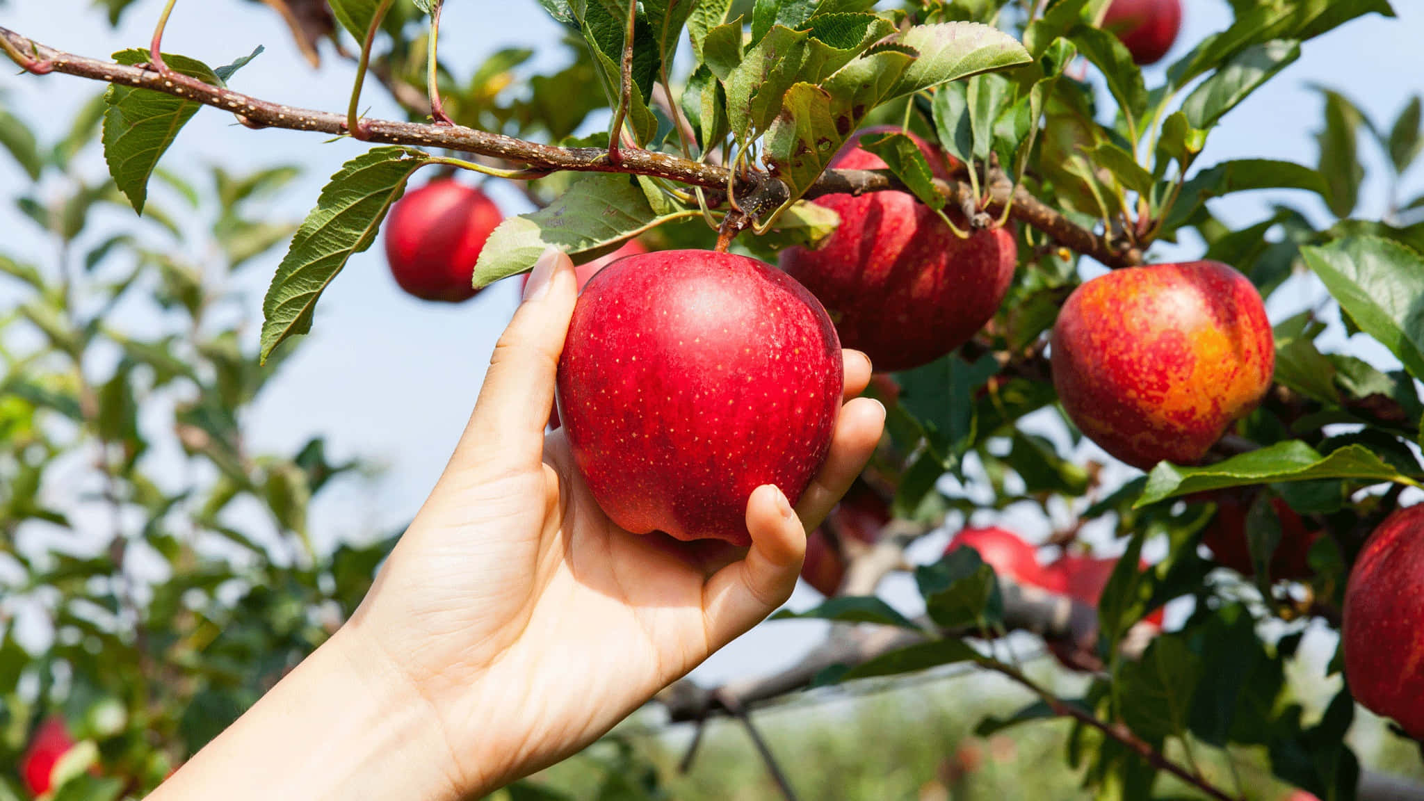 apple picking, ripe red apple, green leaves, Full HD Desktop Wallpaper
