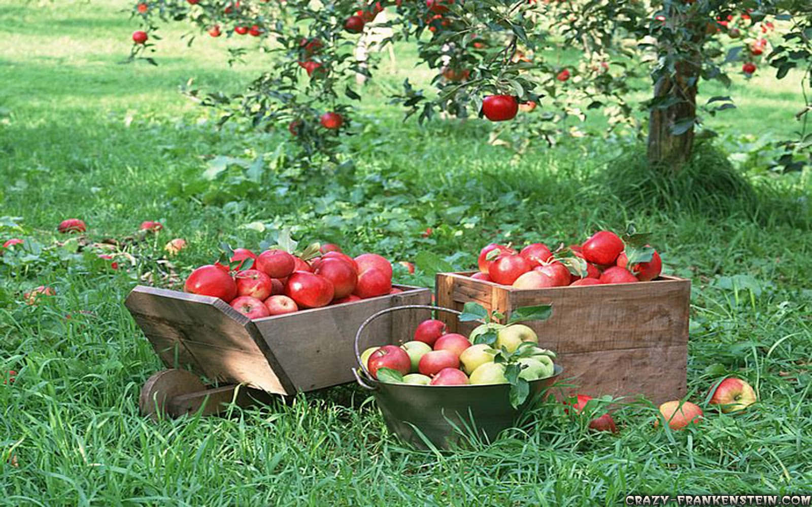 apple picking, sunny day, wooden crates, HD Desktop Wallpaper
