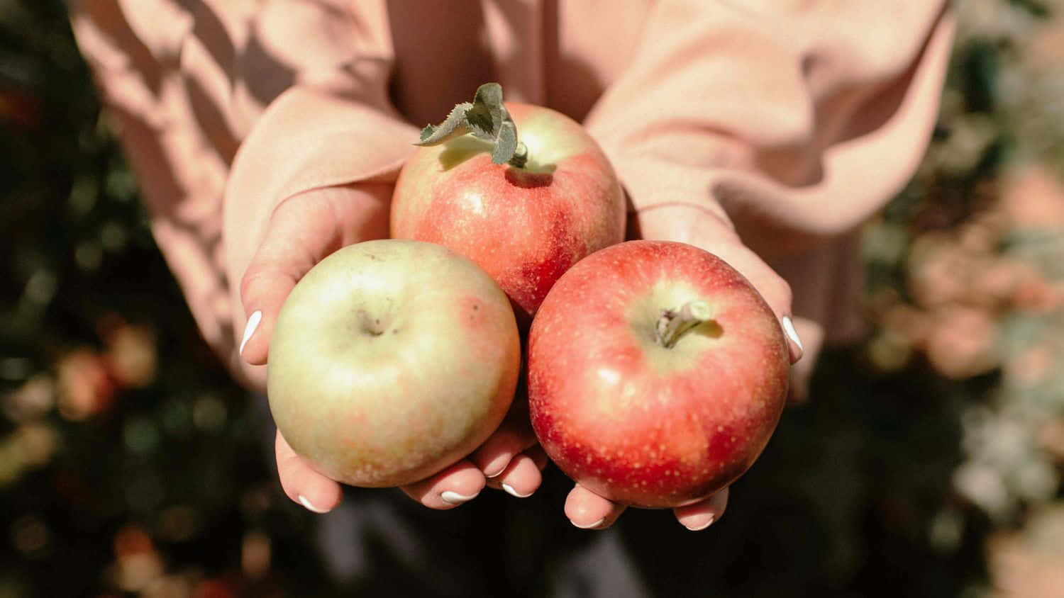 Fall Apples, rustic wooden table, three ripe apples, HD Desktop Wallpaper