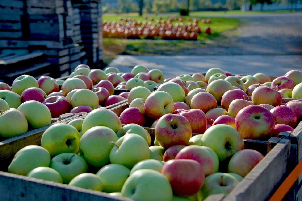 Fall Apples, wooden crates, green and red apples, HD Desktop Wallpaper
