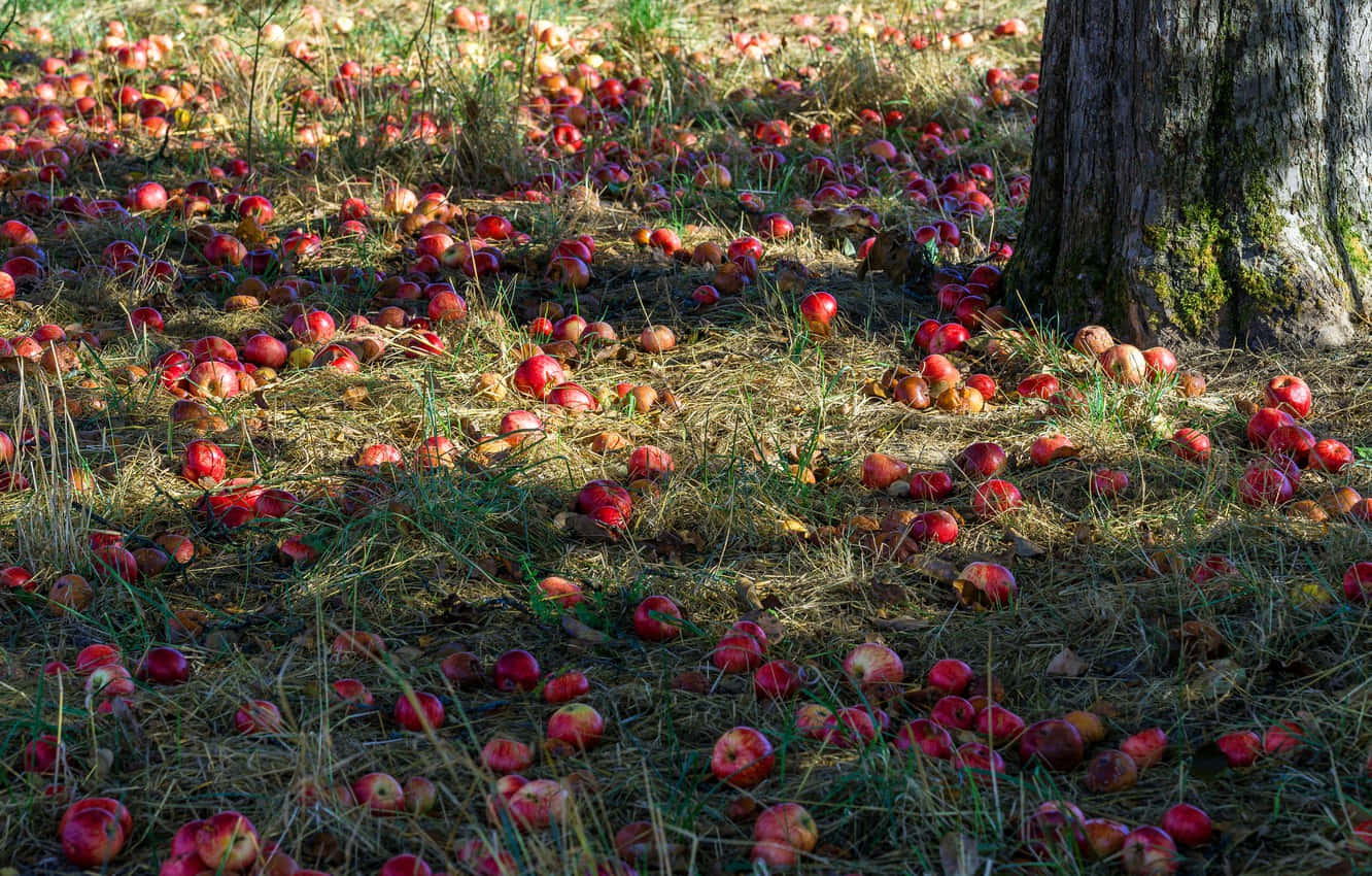 red apples, dry grass, mossy tree trunk, HD Desktop Wallpaper