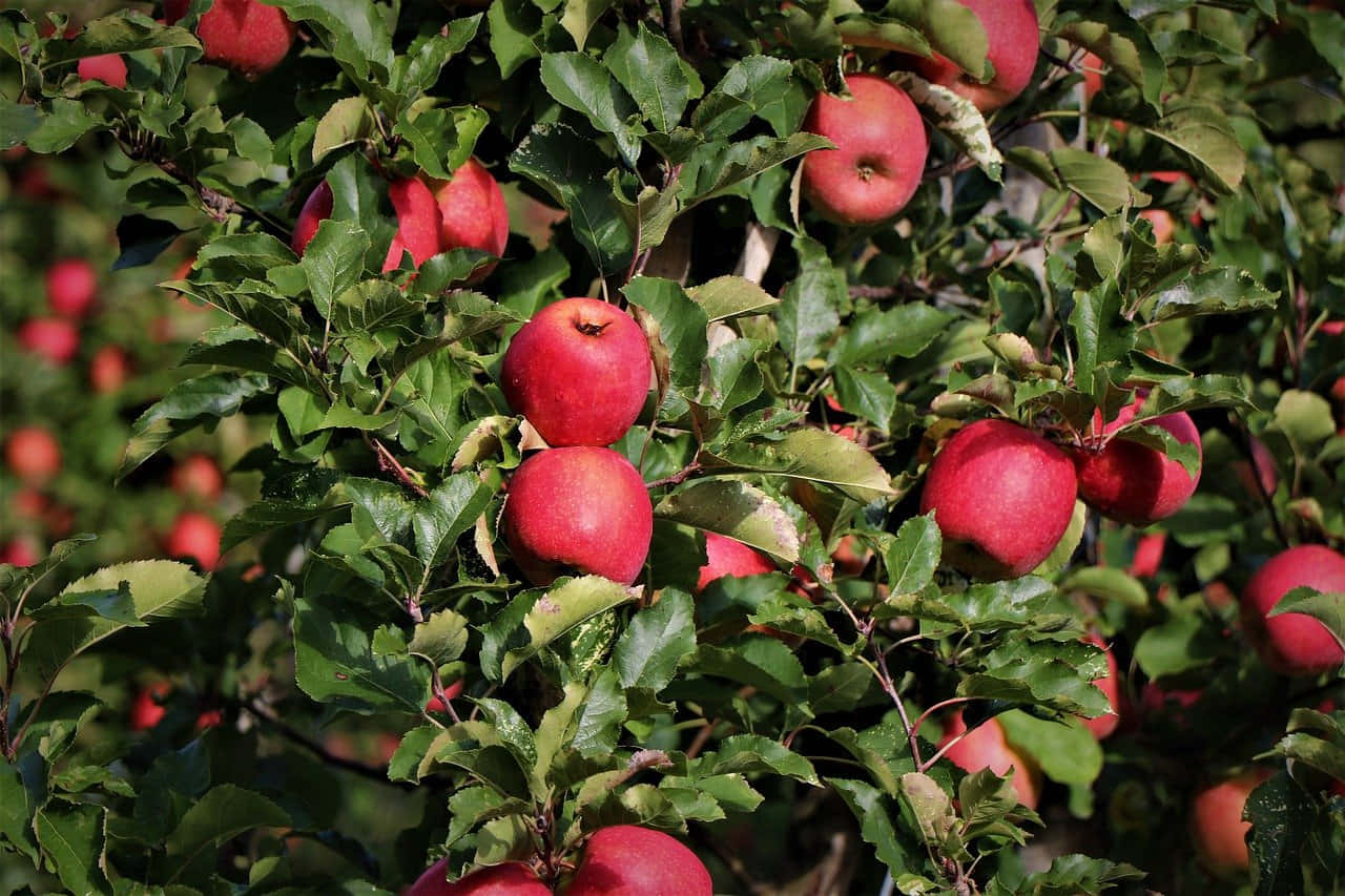 Fall Apples, red apples, sunlit tree branch, HD Desktop Wallpaper