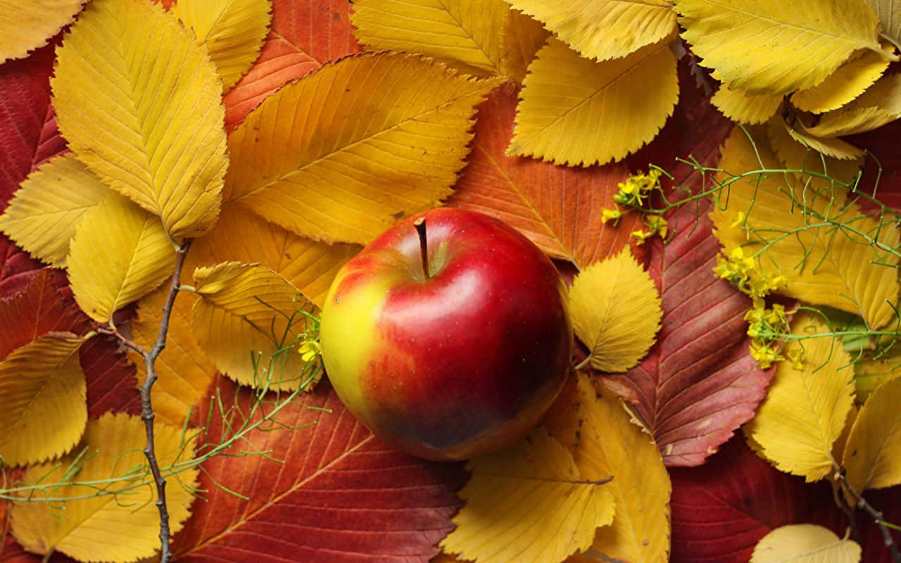 Fall Apples, glossy red apple, vibrant bed of yellow and red autumn leaves, HD Desktop Wallpaper