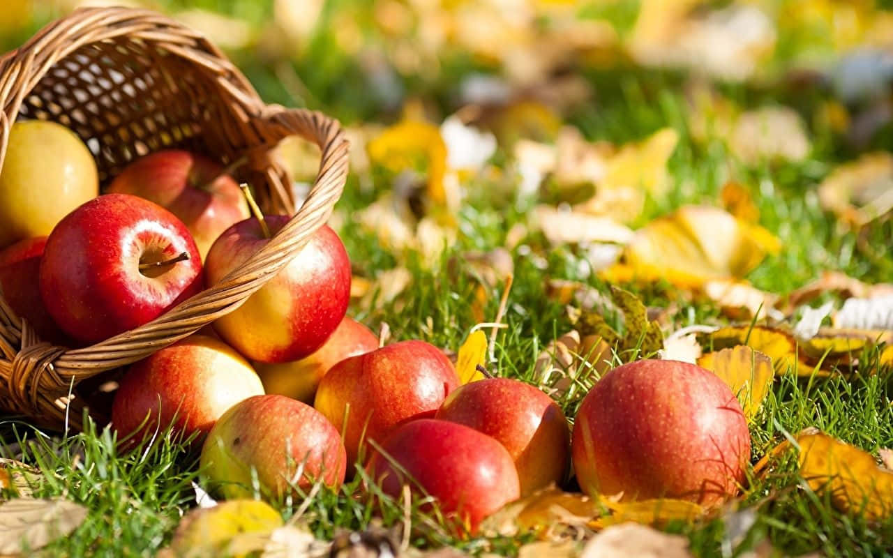 fall apples, woven basket, red apples, HD Desktop Wallpaper