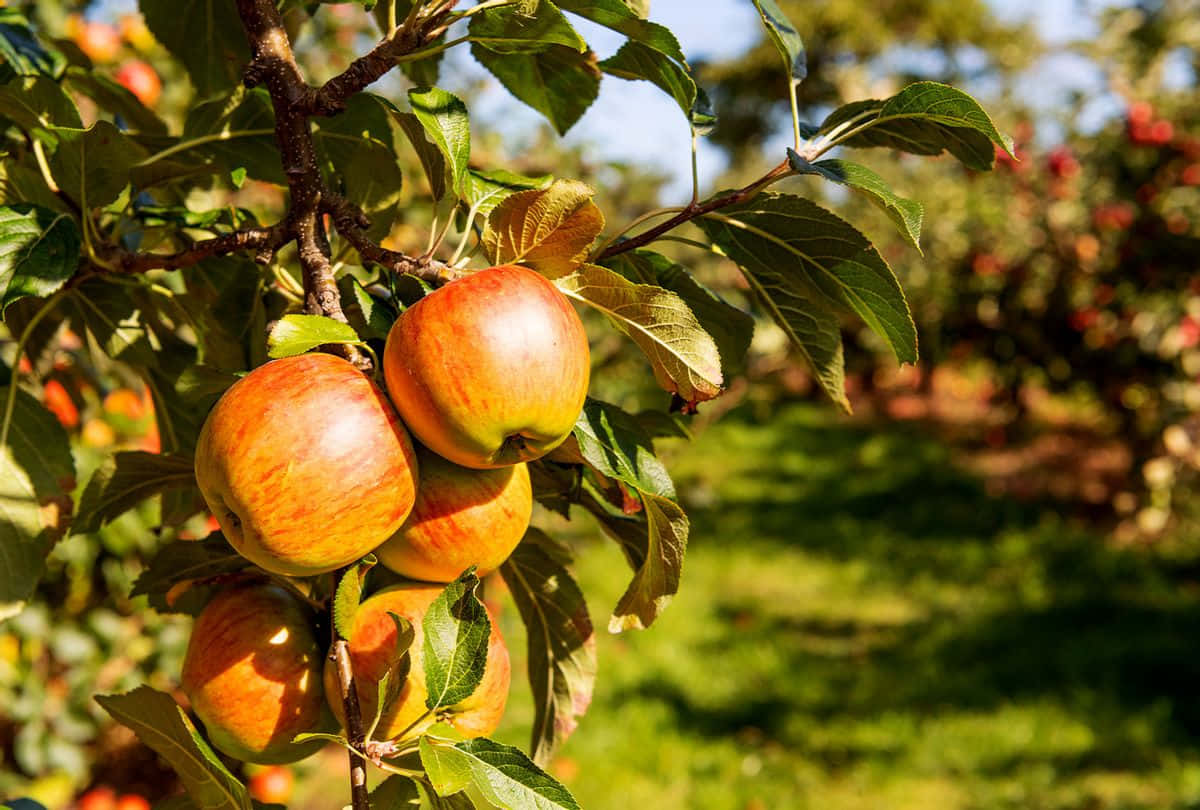 fall apples, red apples, autumn leaves, SD Desktop Wallpaper