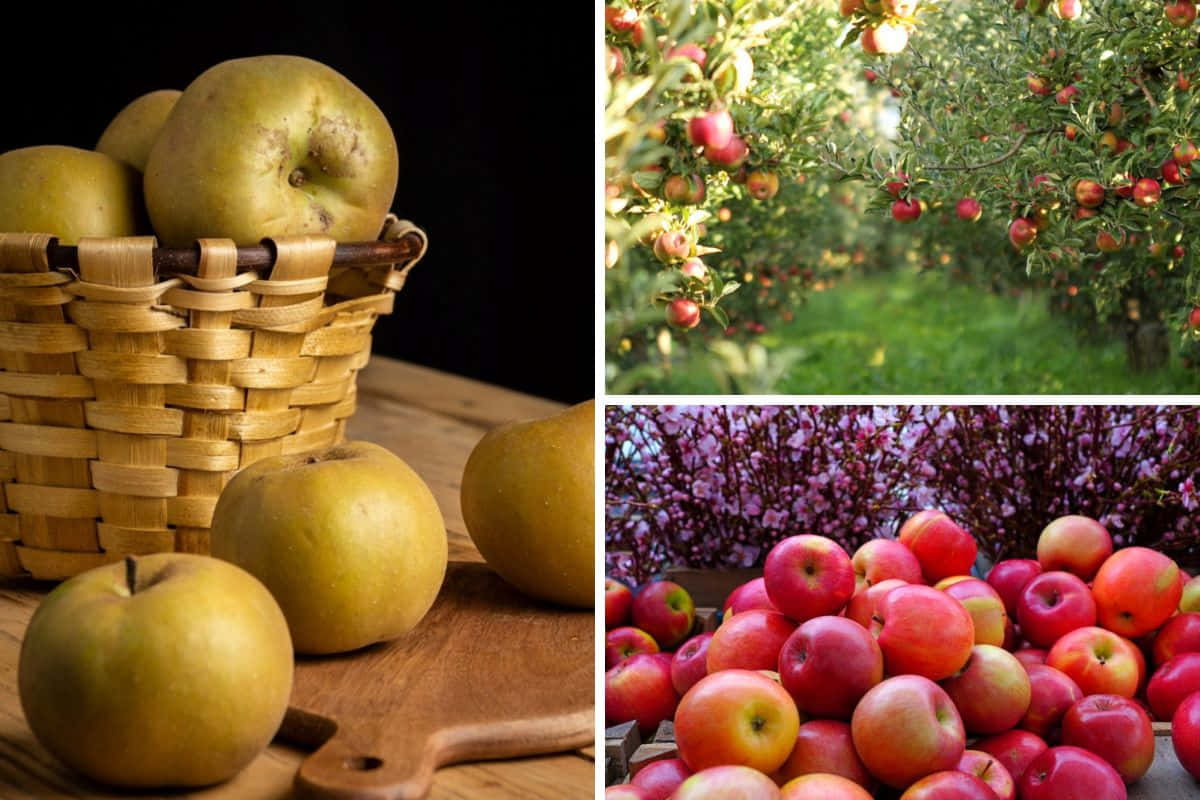 Fall Apples, golden apples, woven basket, SD Desktop Wallpaper