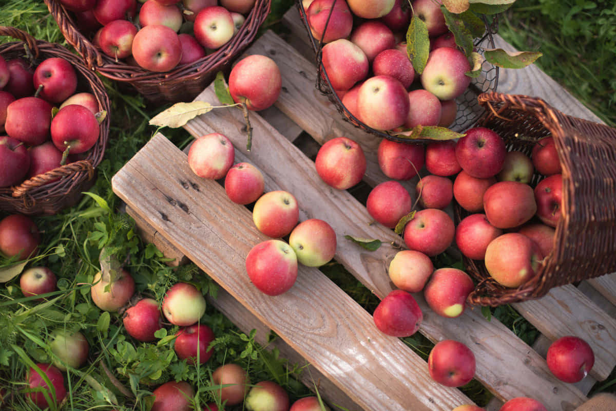 Fall Apples, red apples, wicker baskets, SD Desktop Wallpaper