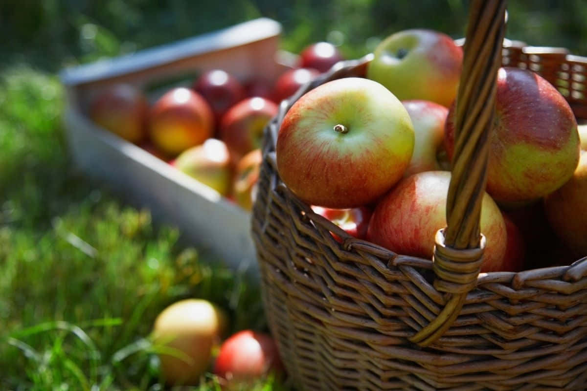 fall apples, woven basket, ripe red and green apples, SD Desktop Wallpaper
