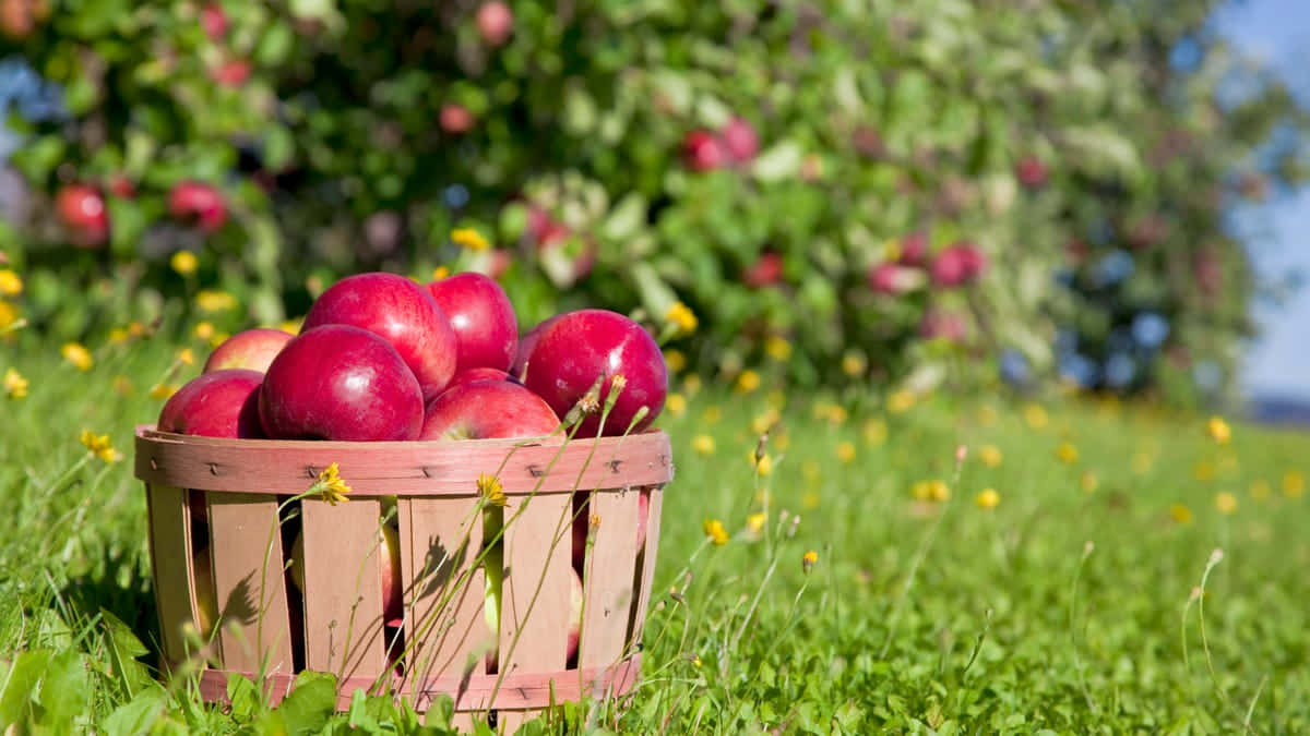 Fall Apples, wooden basket, shiny red apples, SD Desktop Wallpaper