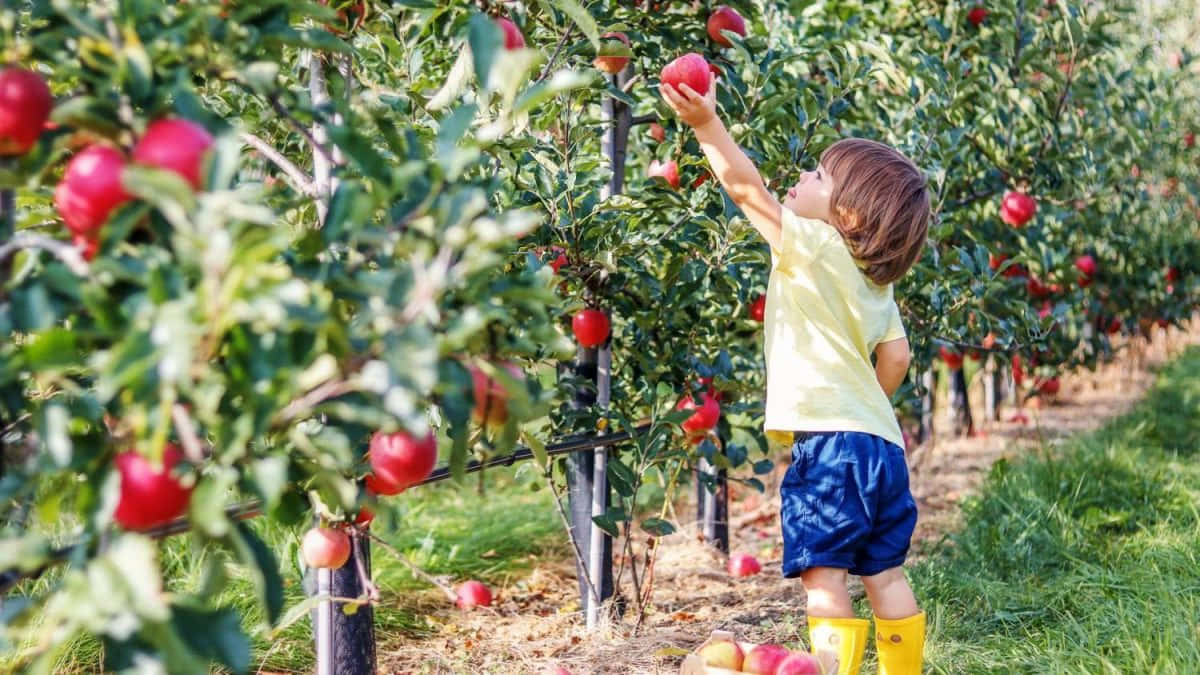 Fall Apples, yellow boots, ripe red apple, SD Desktop Wallpaper