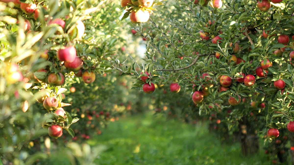 fall apples, red fruit, sunlit orchard, SD Desktop Wallpaper