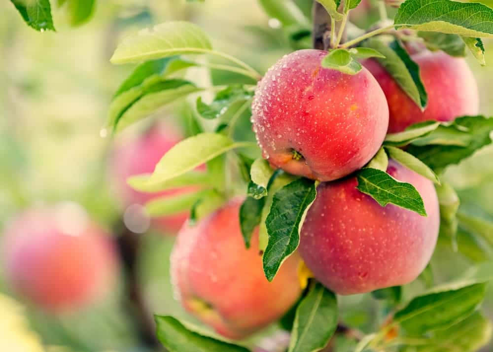Fall Apples, rustic wooden table, sunlit orchard branch, SD Desktop Wallpaper