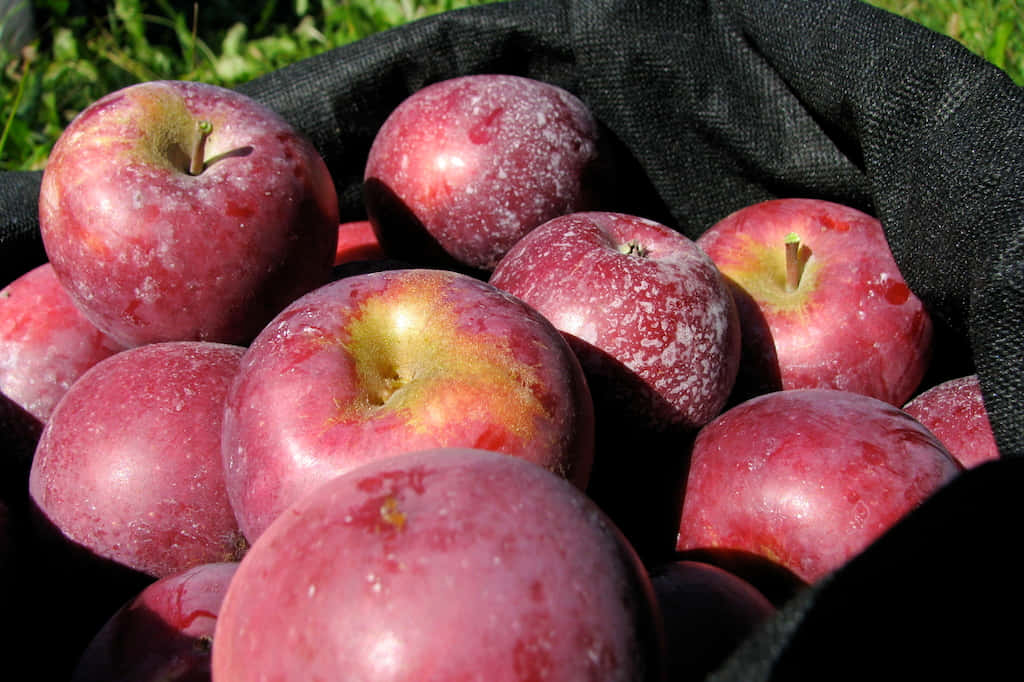 fall apples, red apples, white speckles, SD Desktop Wallpaper