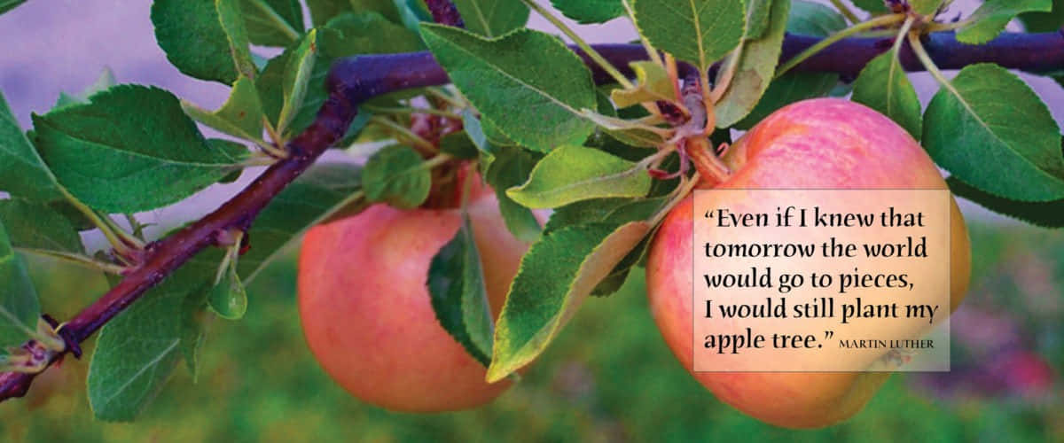 Fall Apples, pink apples, leafy branch, SD Desktop Wallpaper