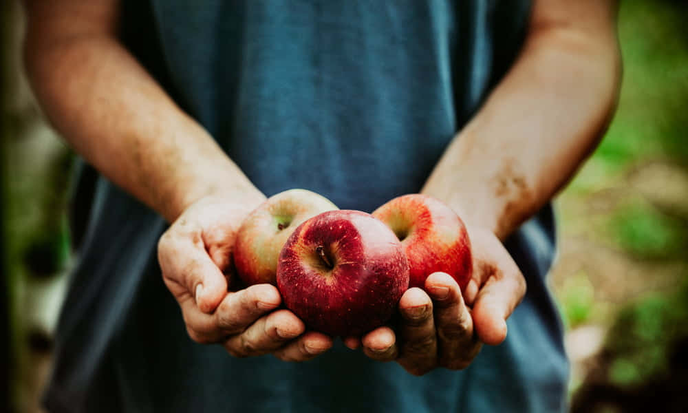 Fall Apples, red apples, green background, SD Desktop Wallpaper