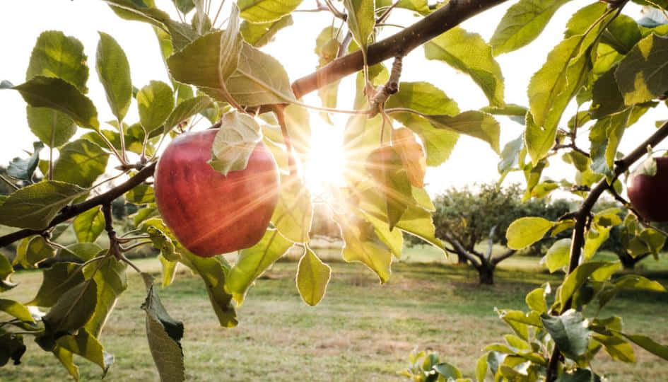 fall apples, ripe red apple, tree branch, SD Desktop Wallpaper