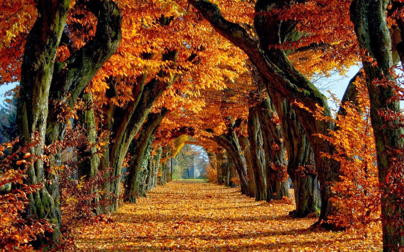 fall autumn desktop, winding path, towering trees, HD Desktop Wallpaper