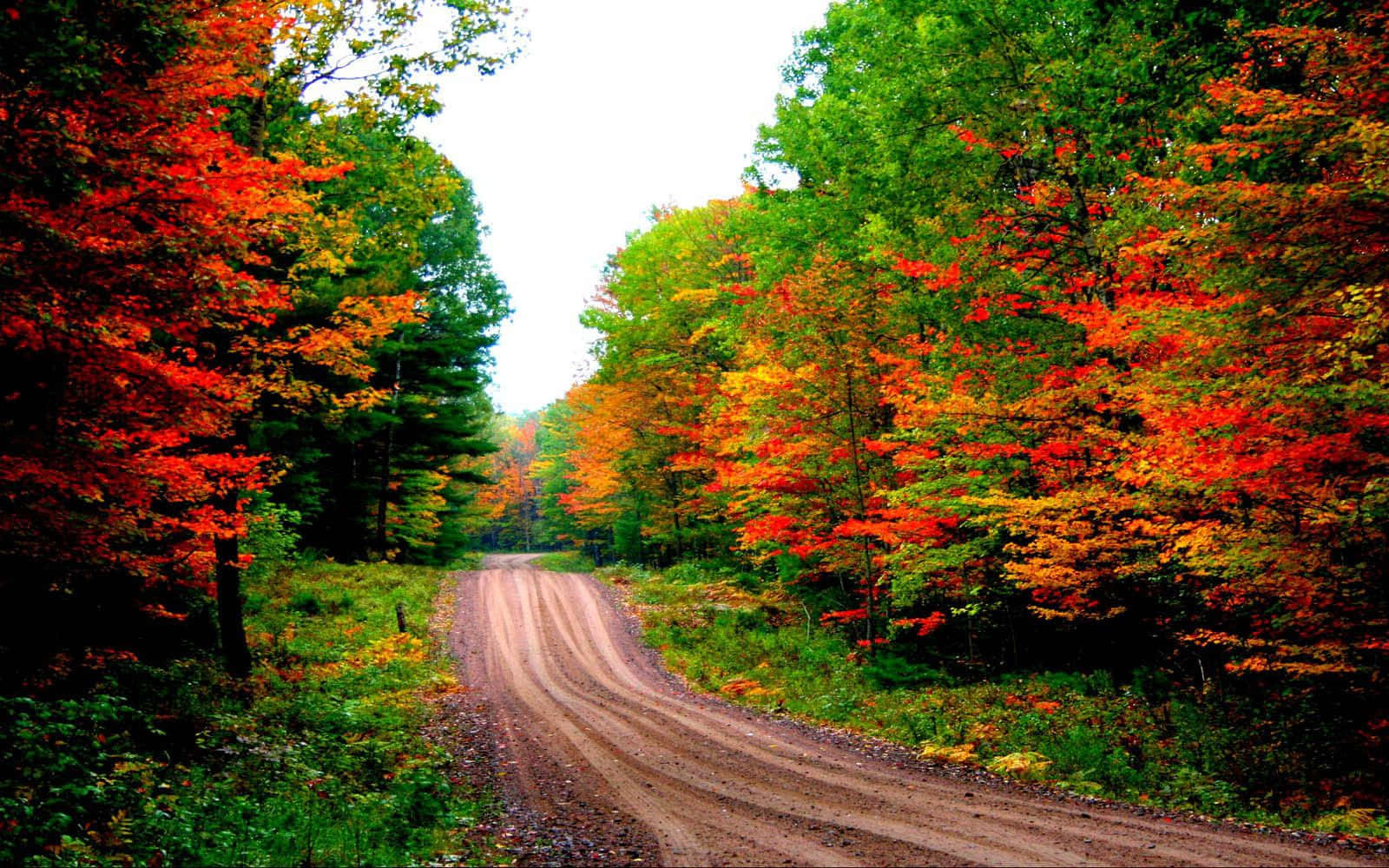 dirt road, autumn forest, fiery red orange foliage, HD Desktop Wallpaper