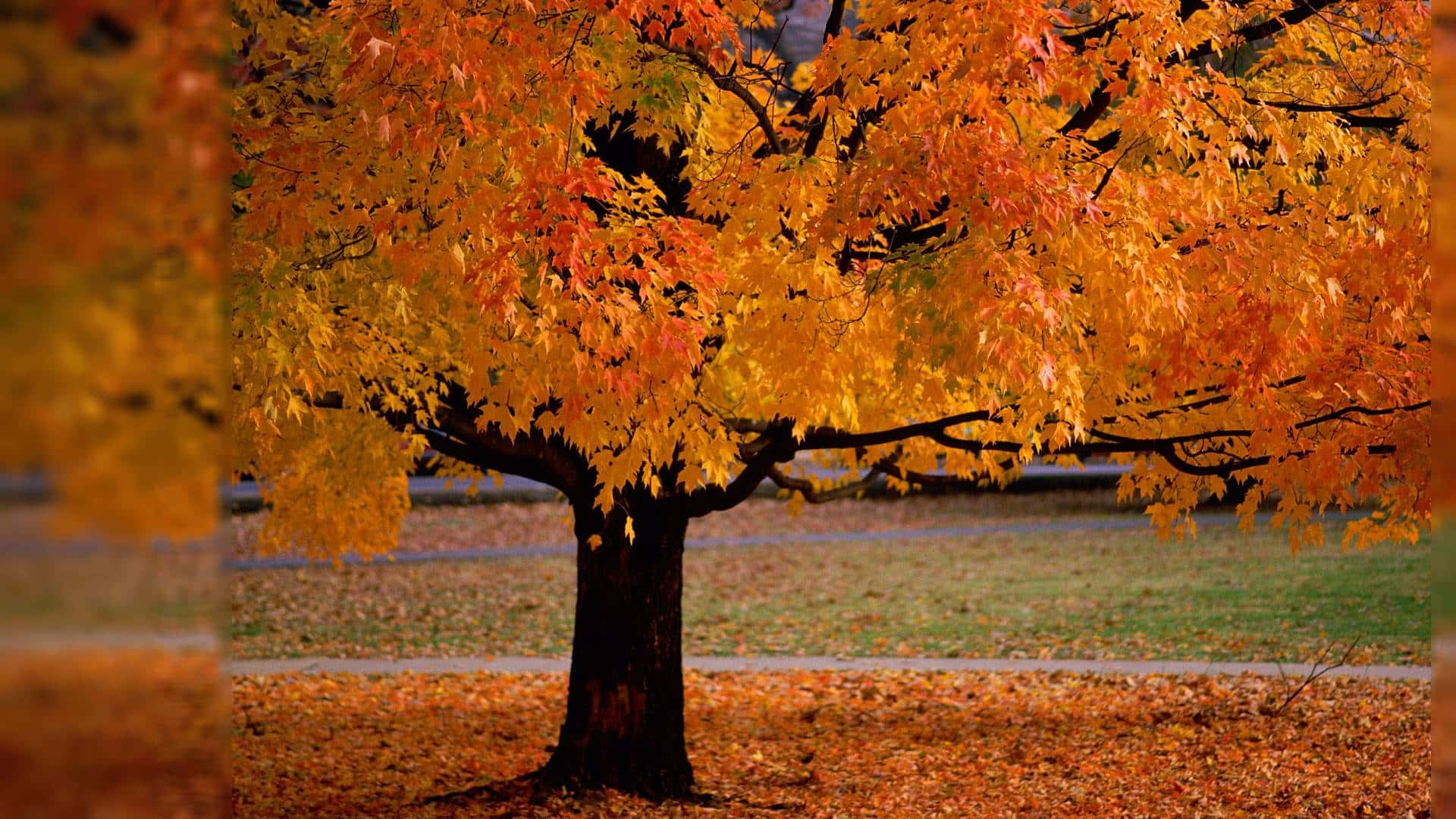 maple tree, fiery orange, golden leaves, Full HD Desktop Wallpaper
