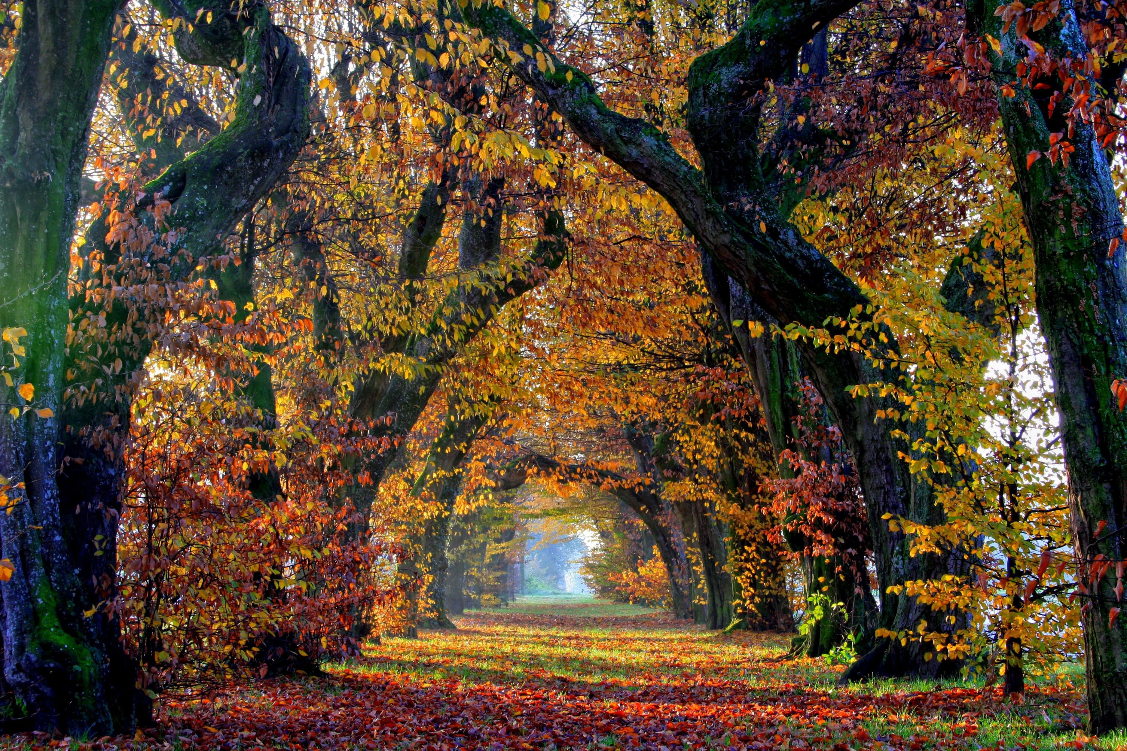 Fall Autumn Desktop, autumnal tunnel, mossy trees, 2K Desktop Wallpaper