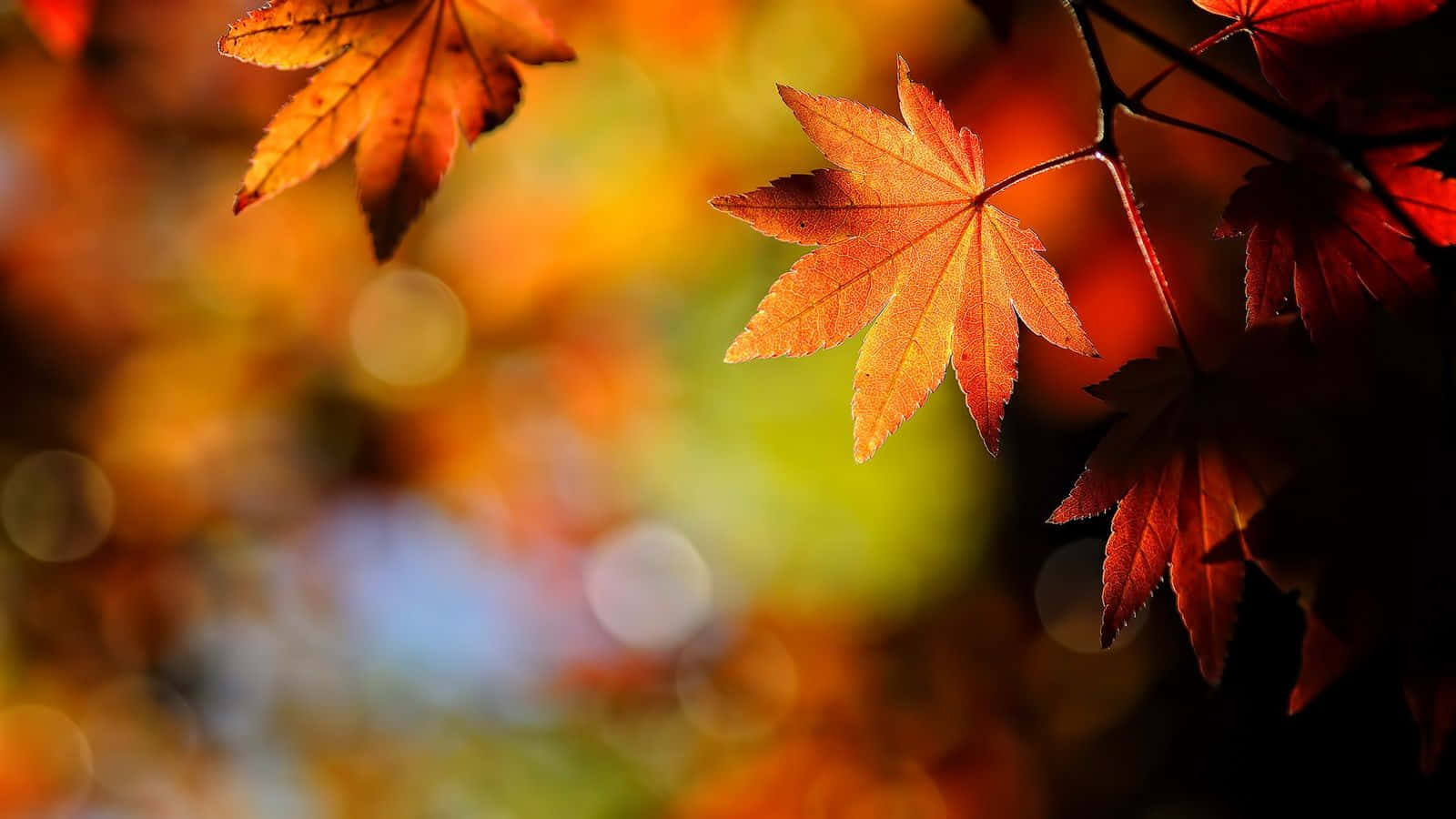 Maple Leaves, autumn, warm sunlight, HD Desktop Wallpaper