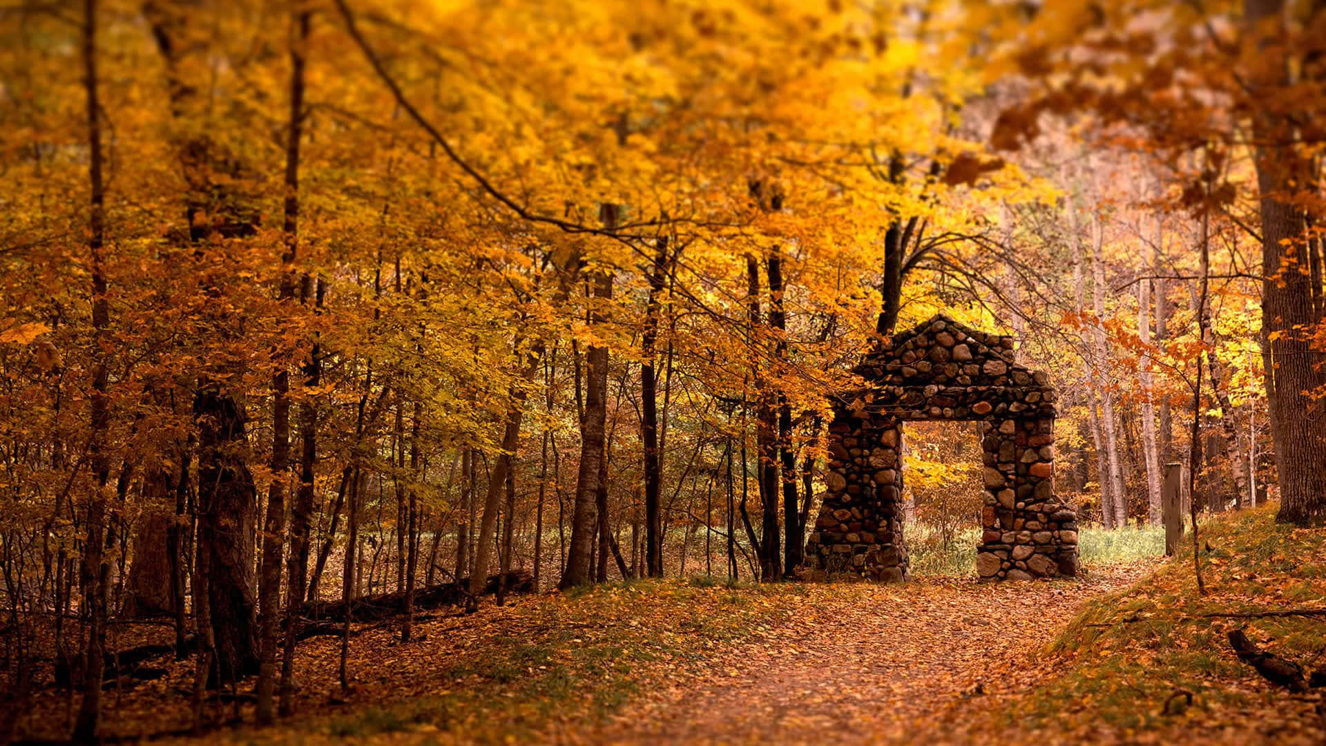 stone archway, forest, golden autumn light, Full HD Desktop Wallpaper