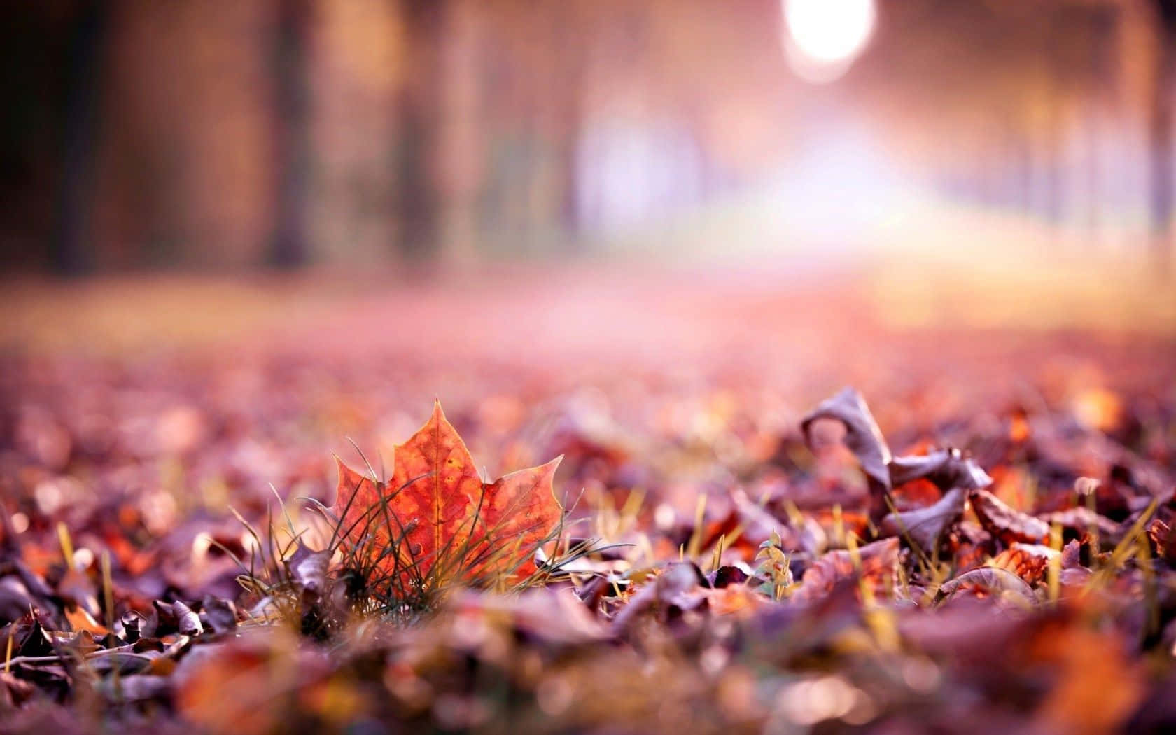 autumn season, vibrant orange maple leaf, fallen autumn leaves, HD Desktop Wallpaper
