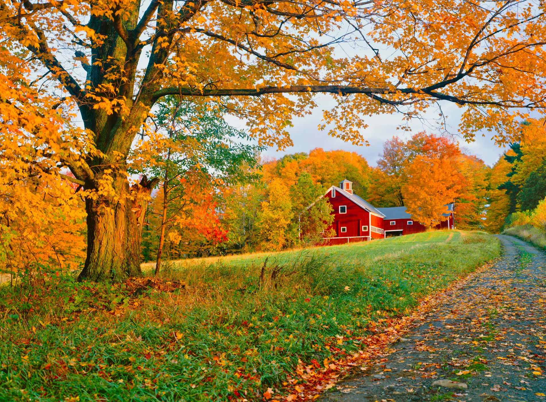 Fall Barn, red barn, vibrant autumn trees, HD Desktop Wallpaper