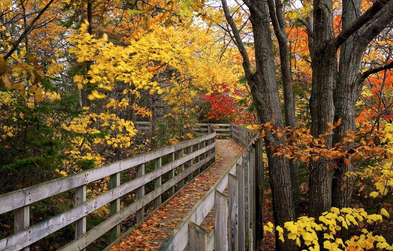 Fall Bridge, wooden boardwalk, autumn forest, HD Desktop Wallpaper