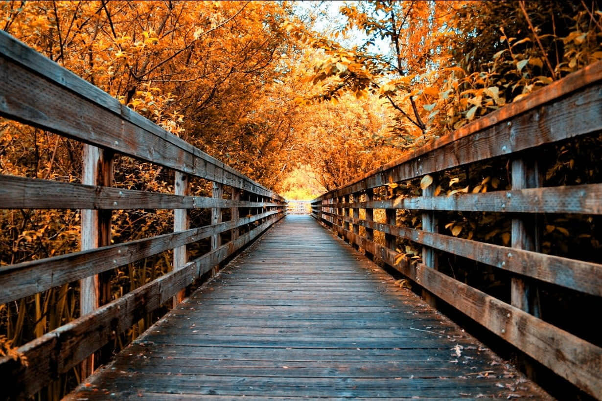 Fall Bridge, autumn trees, wooden boardwalk, SD Desktop Wallpaper