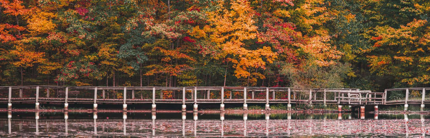 Fall Bridge, autumn, wooden boardwalk, HD Desktop Wallpaper