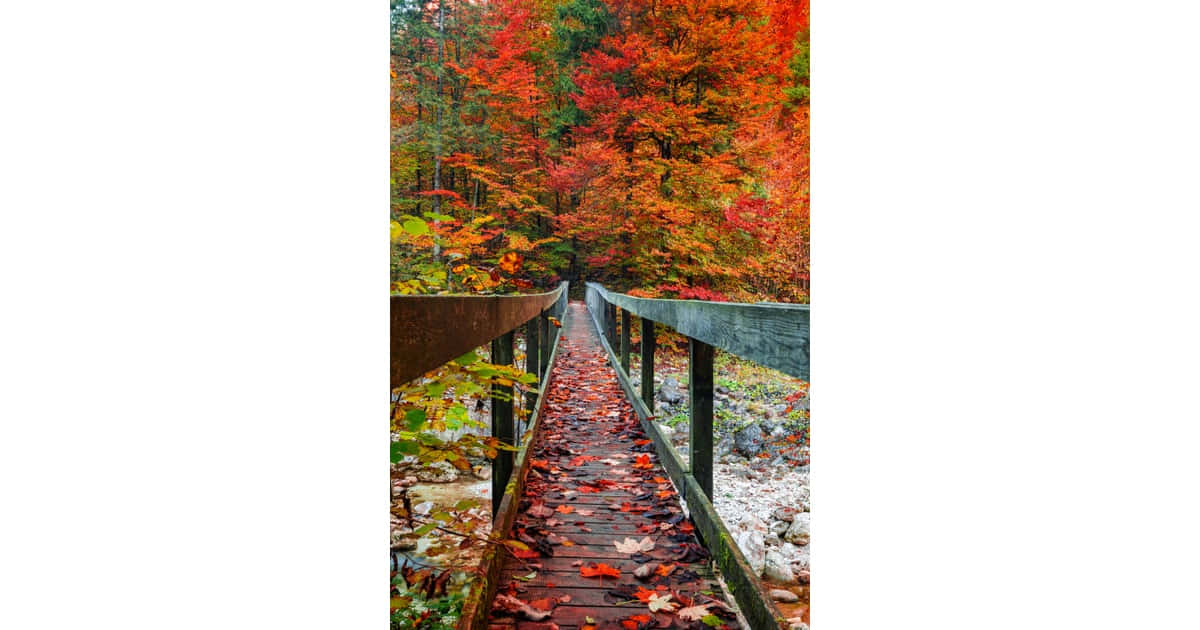 Fall Bridge, wooden boardwalk, forest, SD Desktop Wallpaper